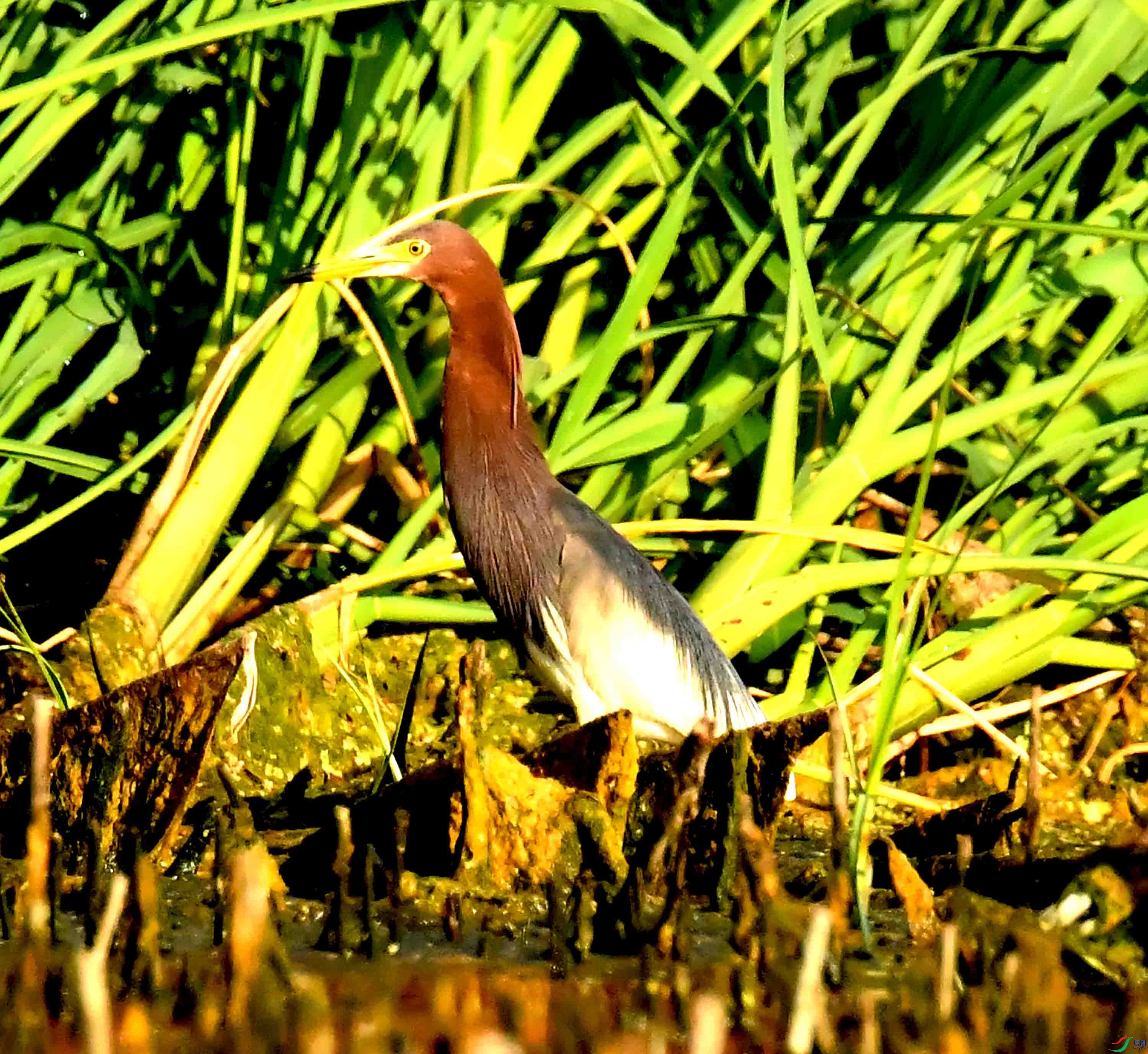 DSC_2492.JPG