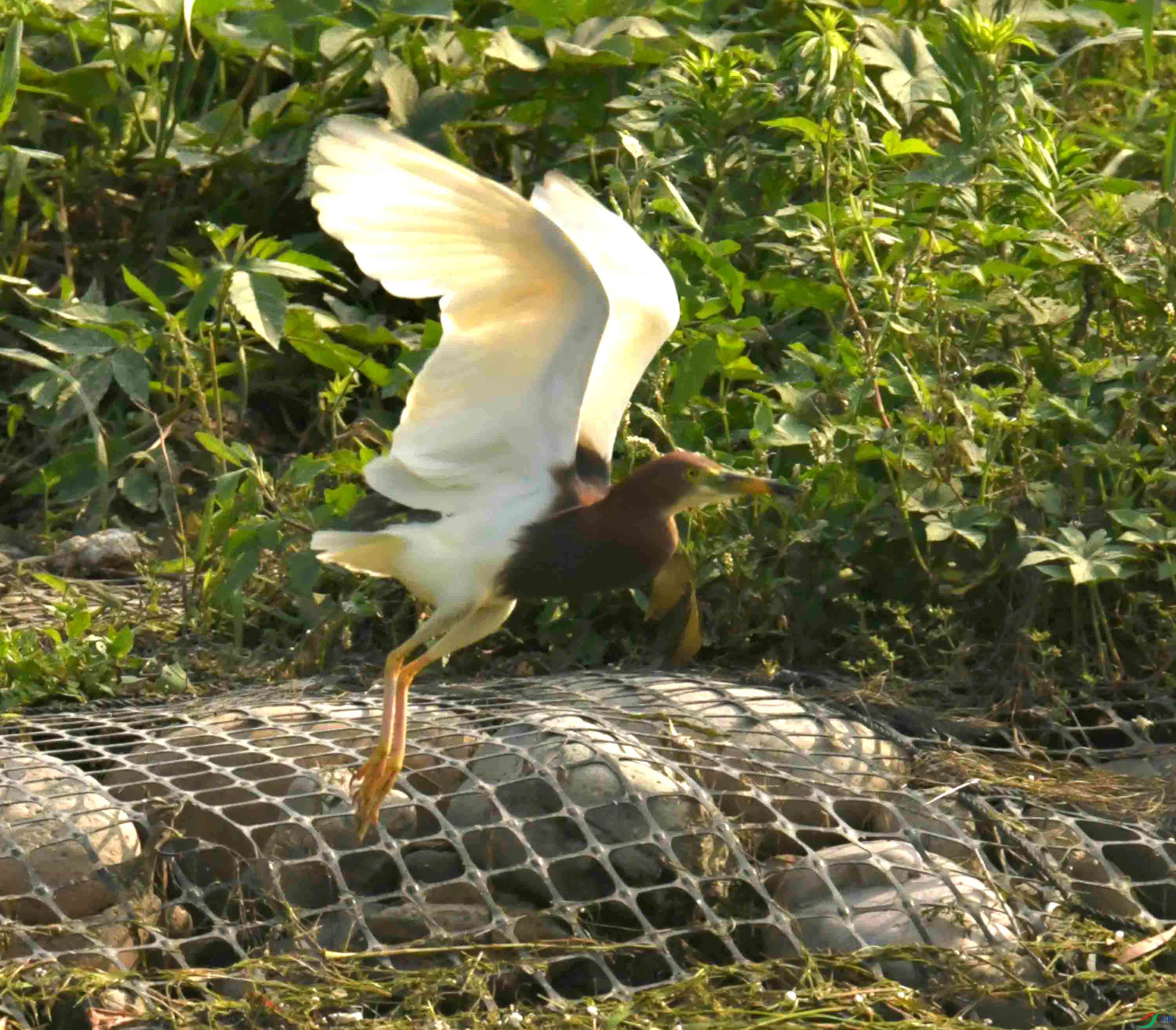 DSC_2565.JPG