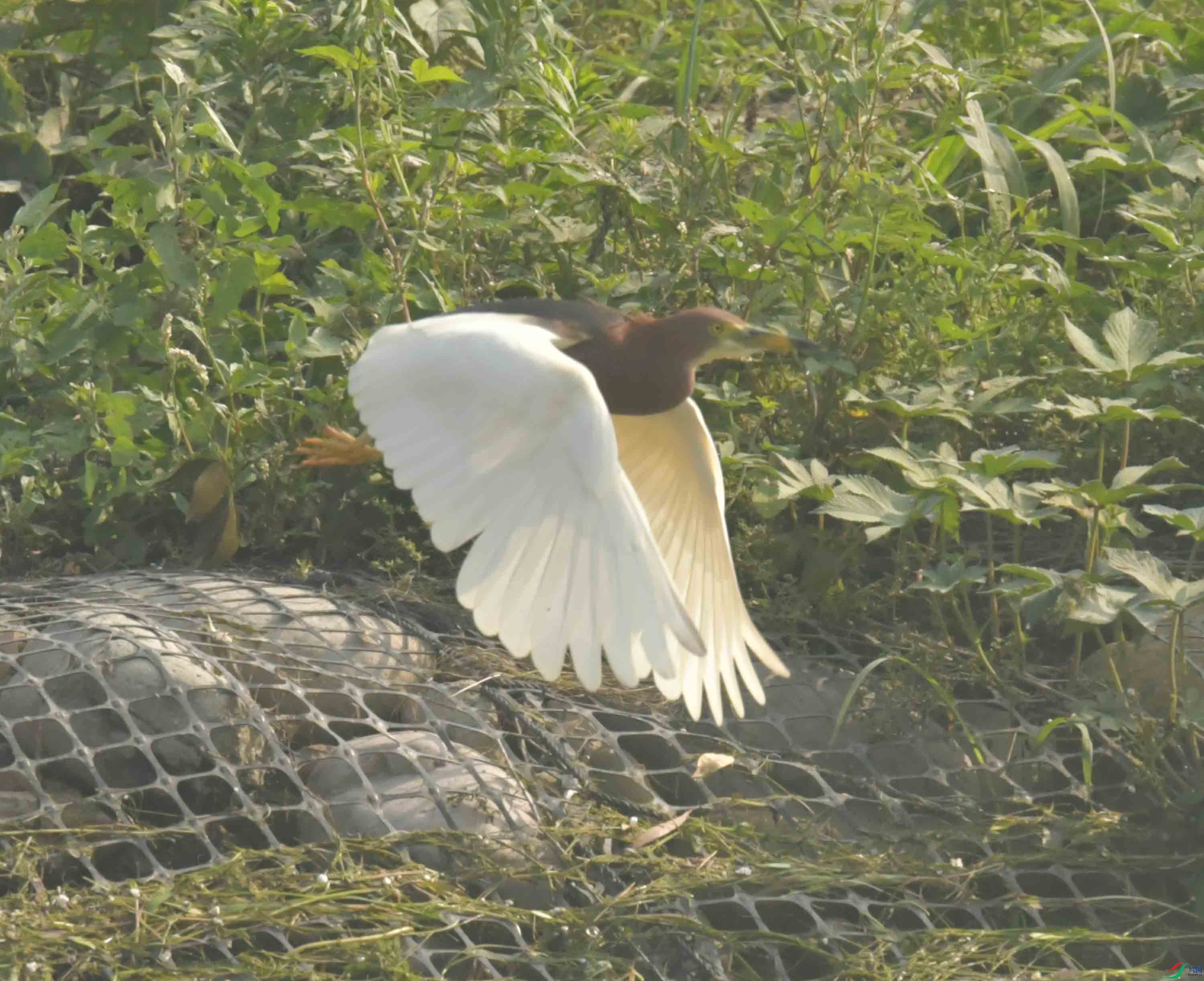 DSC_2566.JPG