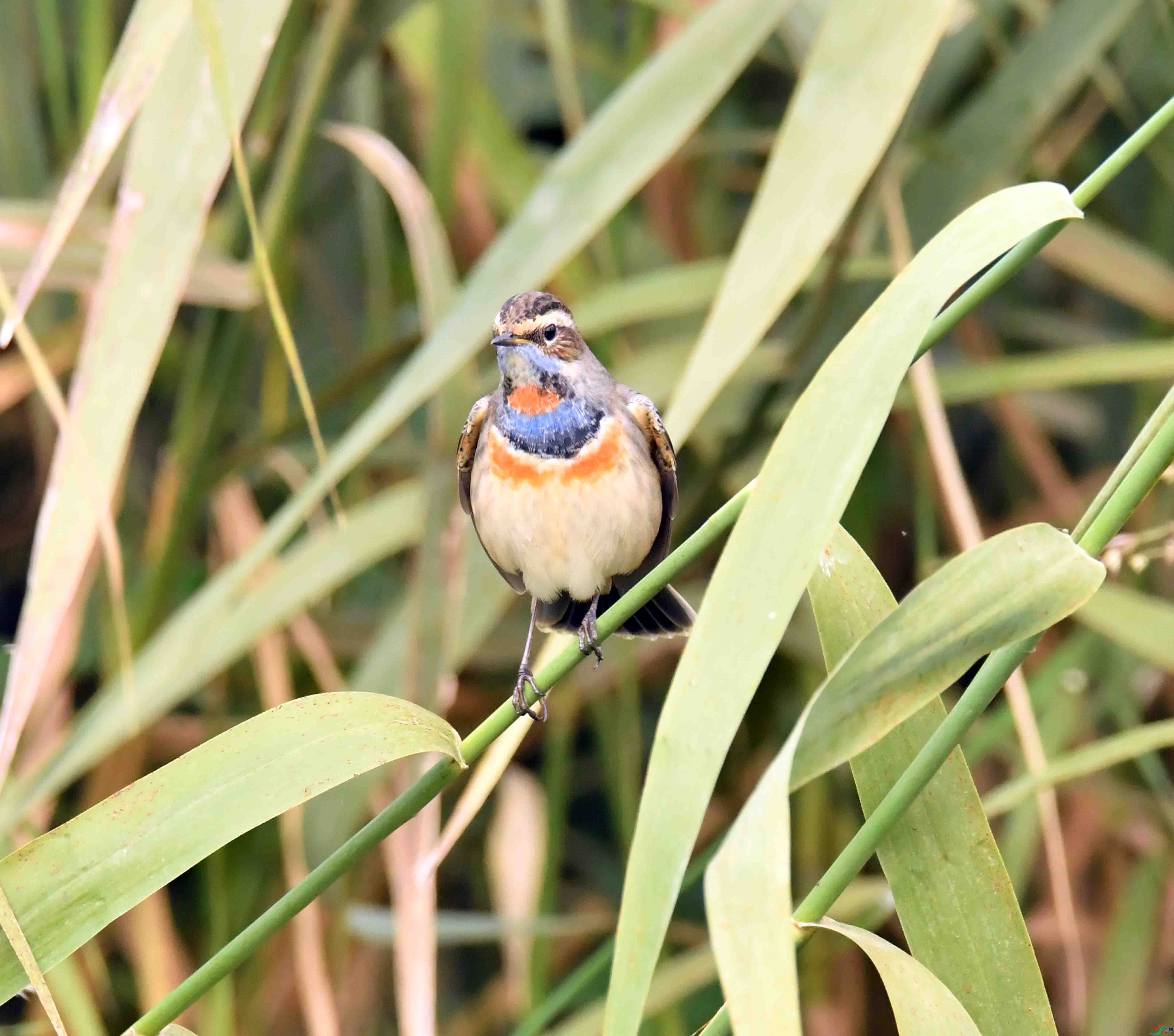 DSC_8229.JPG