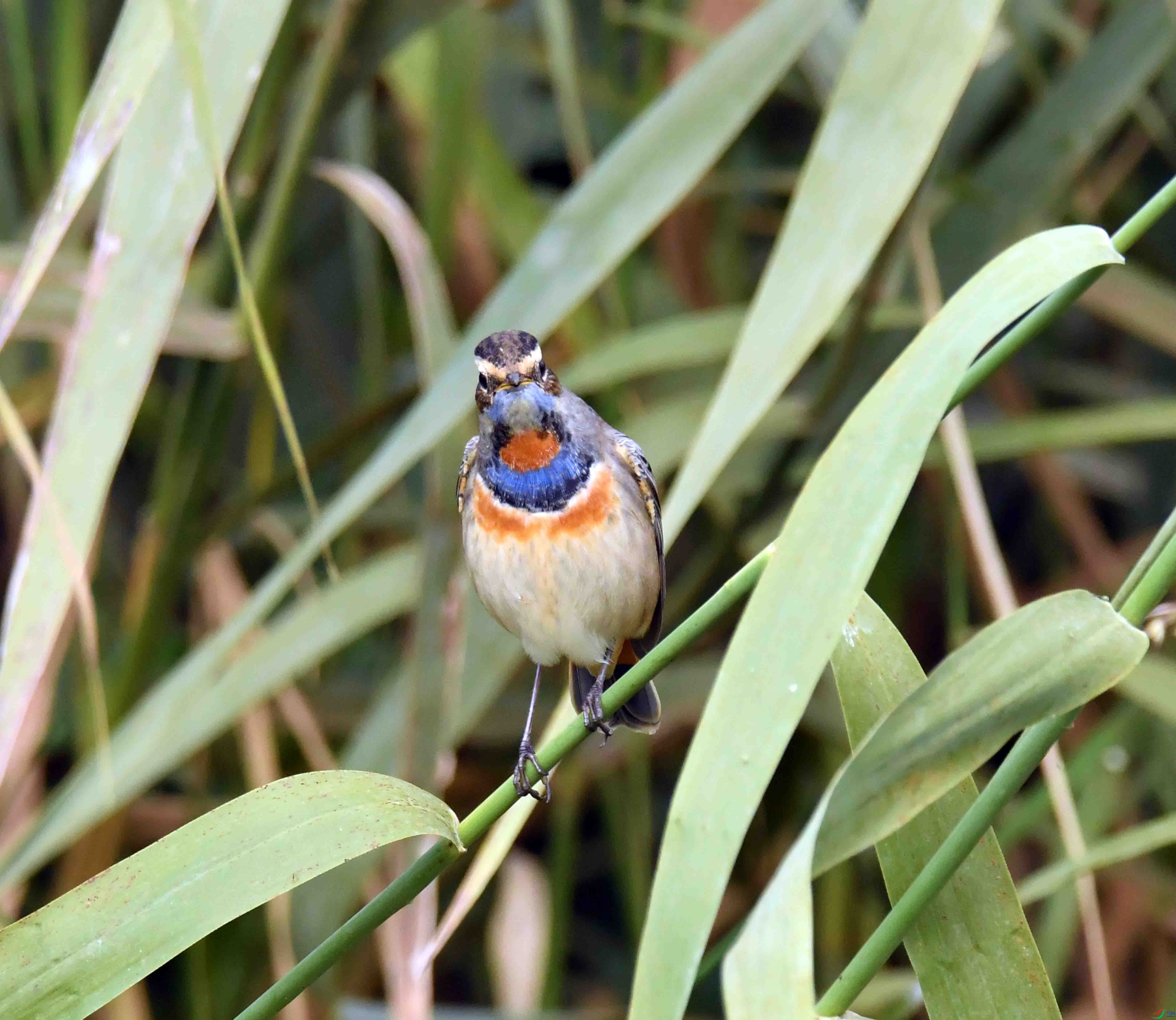 DSC_8232.JPG