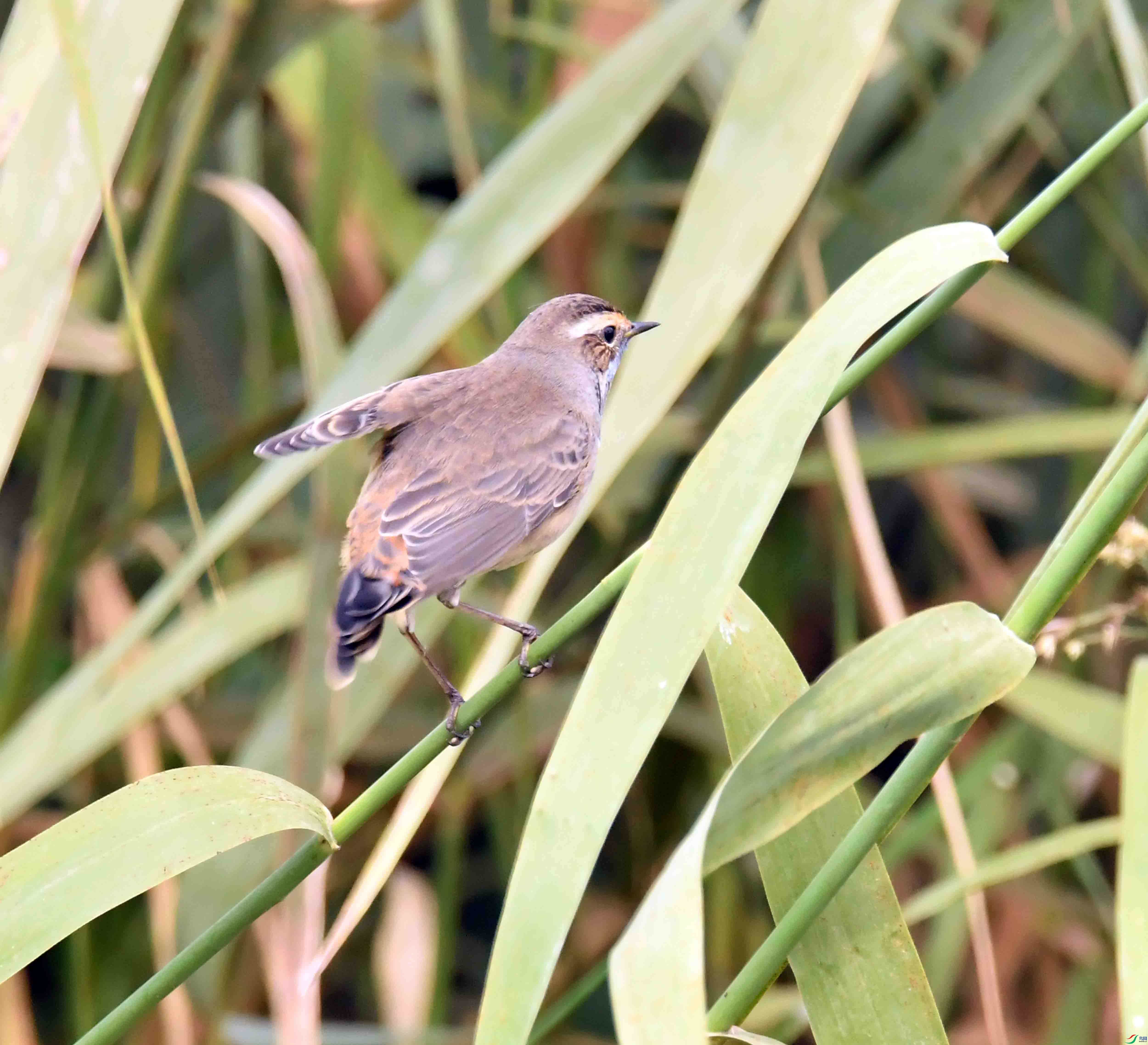 DSC_8239.JPG