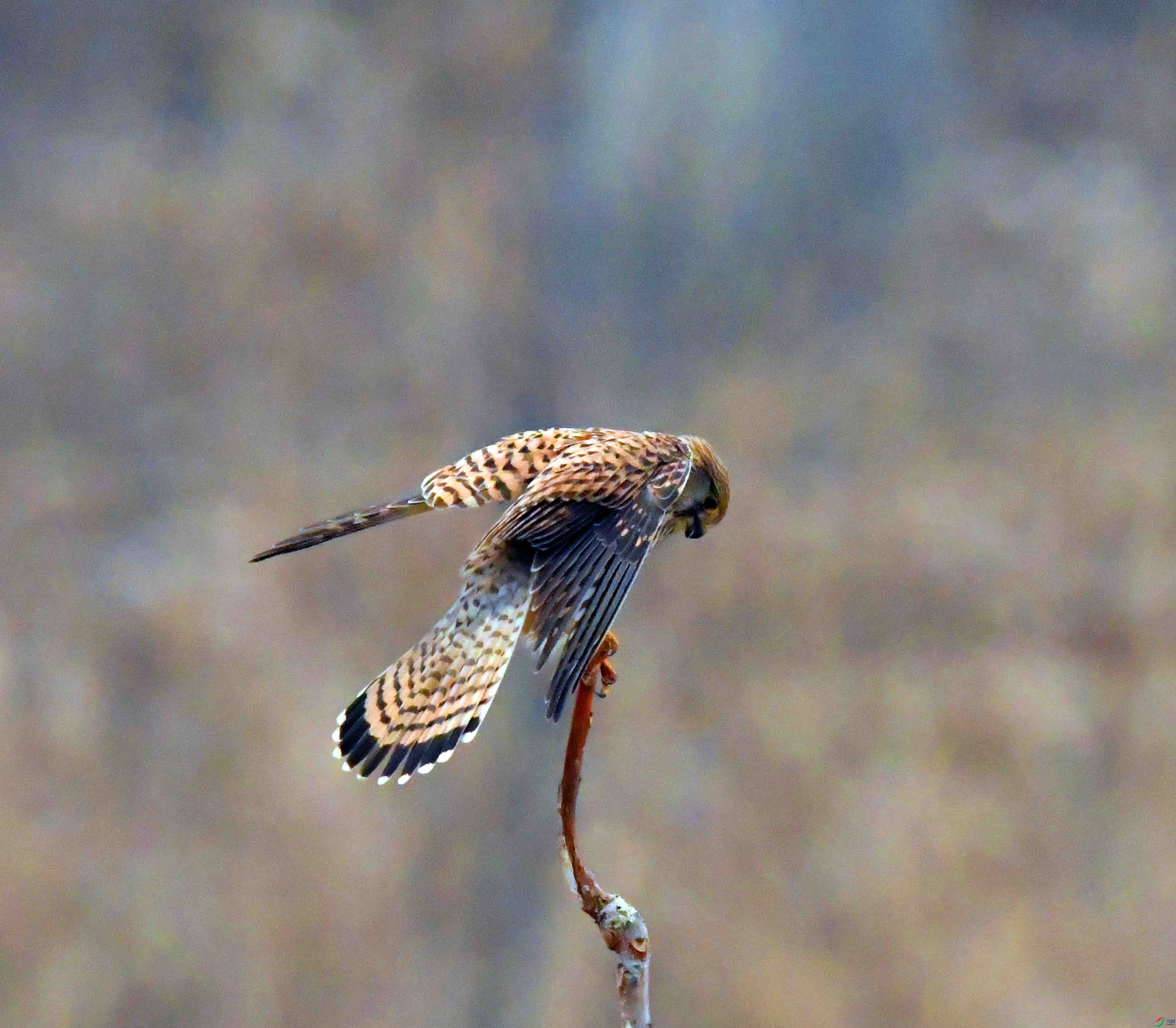 DSC_3867.JPG
