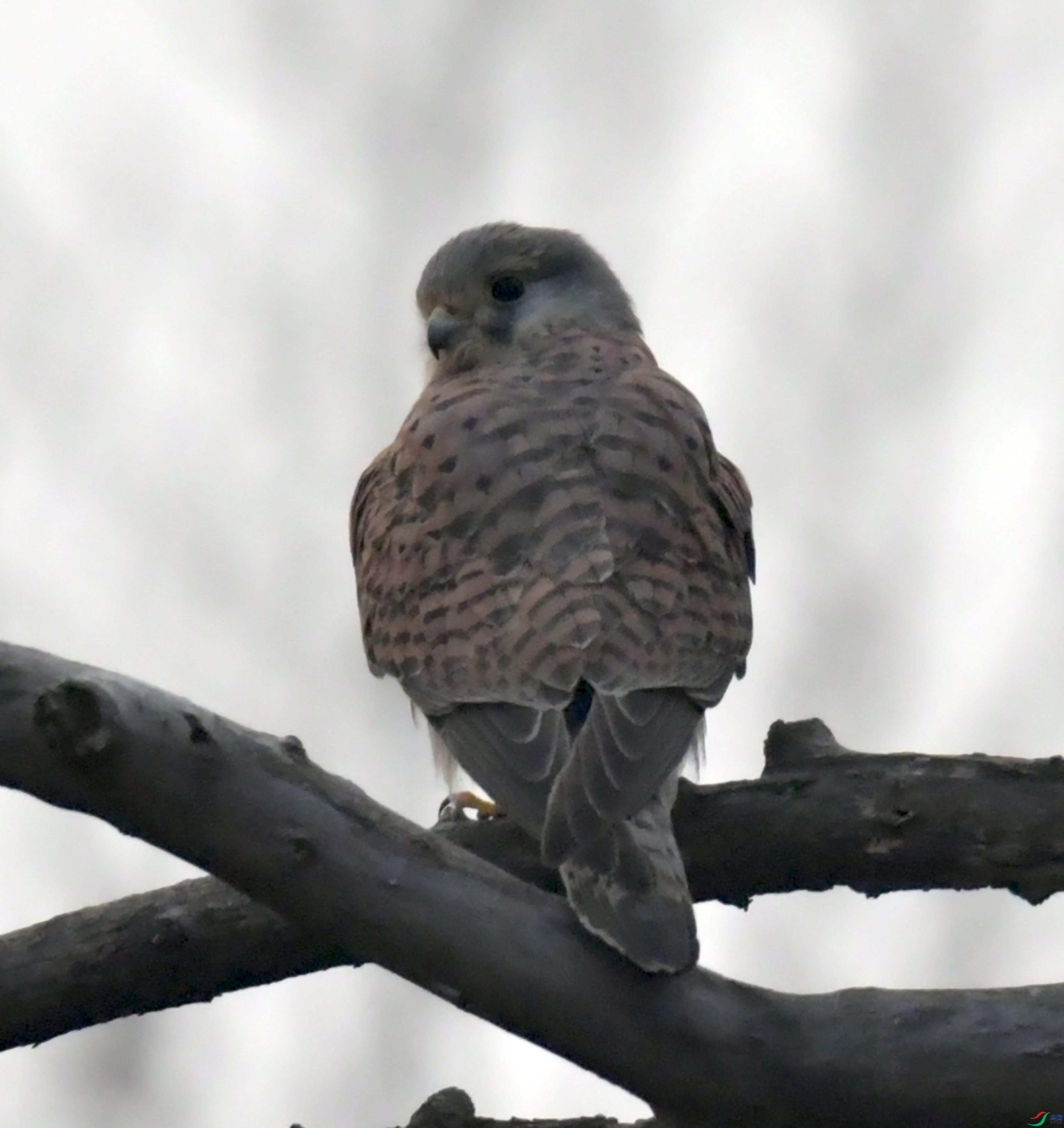 DSC_3875.JPG