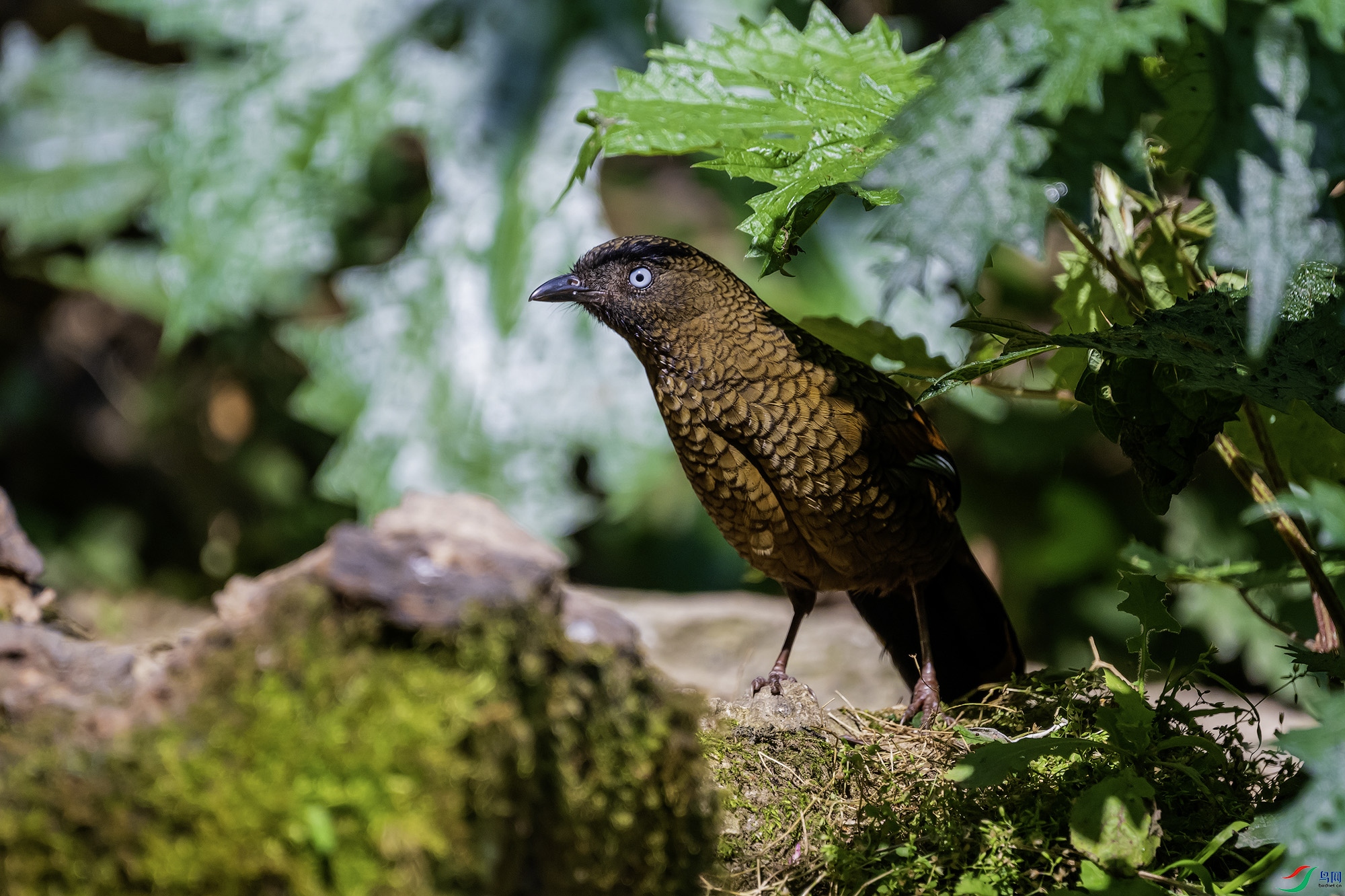 _DSC6537a ����.jpg