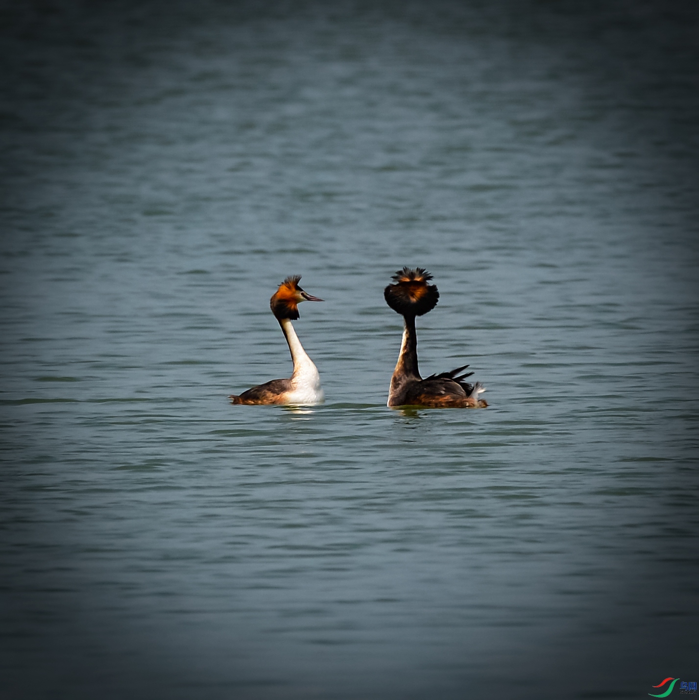 DSC_2339.jpg