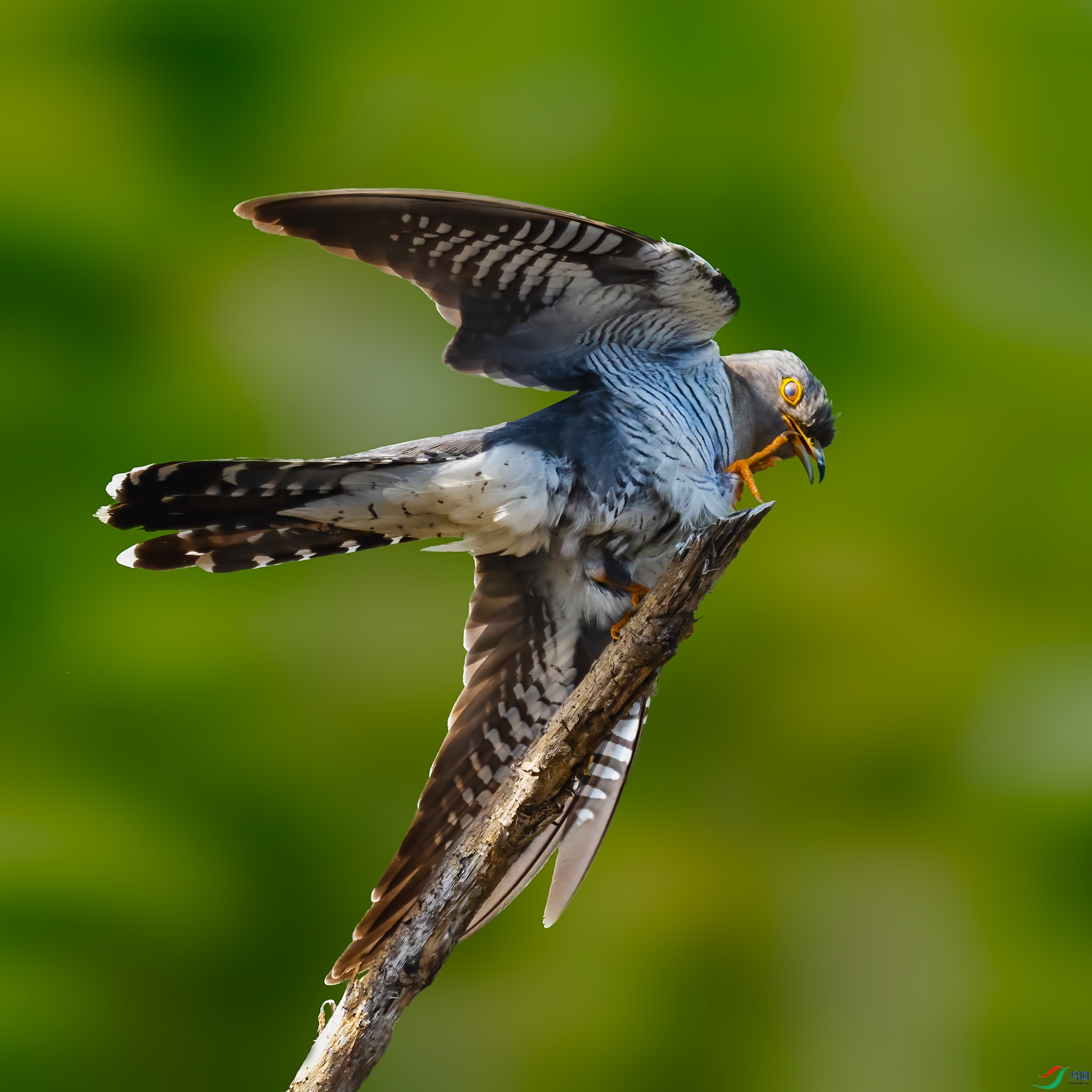 _ZHY4643-1.jpg