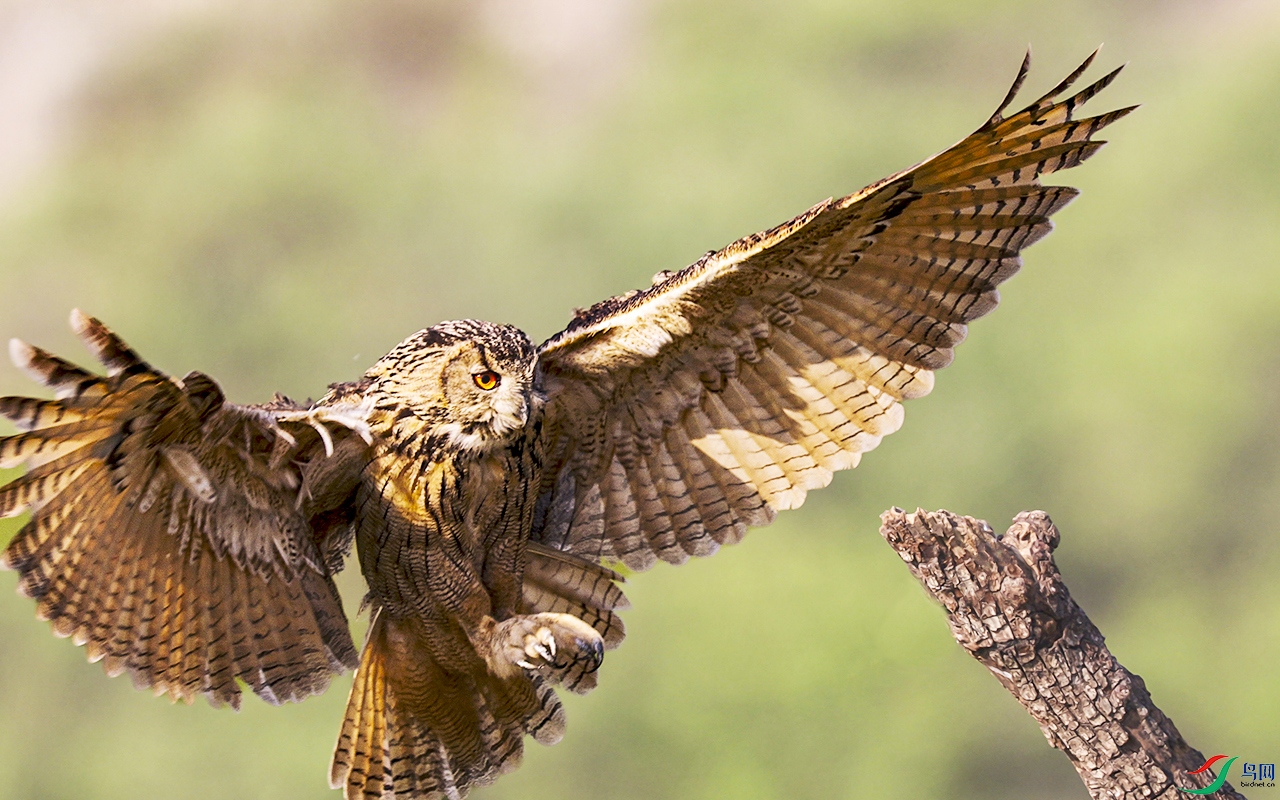 3K5A8186_026 6000.jpg