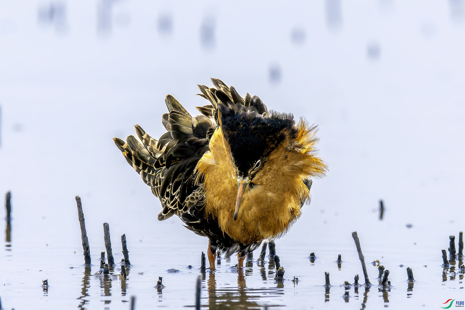 _CYG1729-NEF_DxO_DeepPRIMEXD ����.jpg