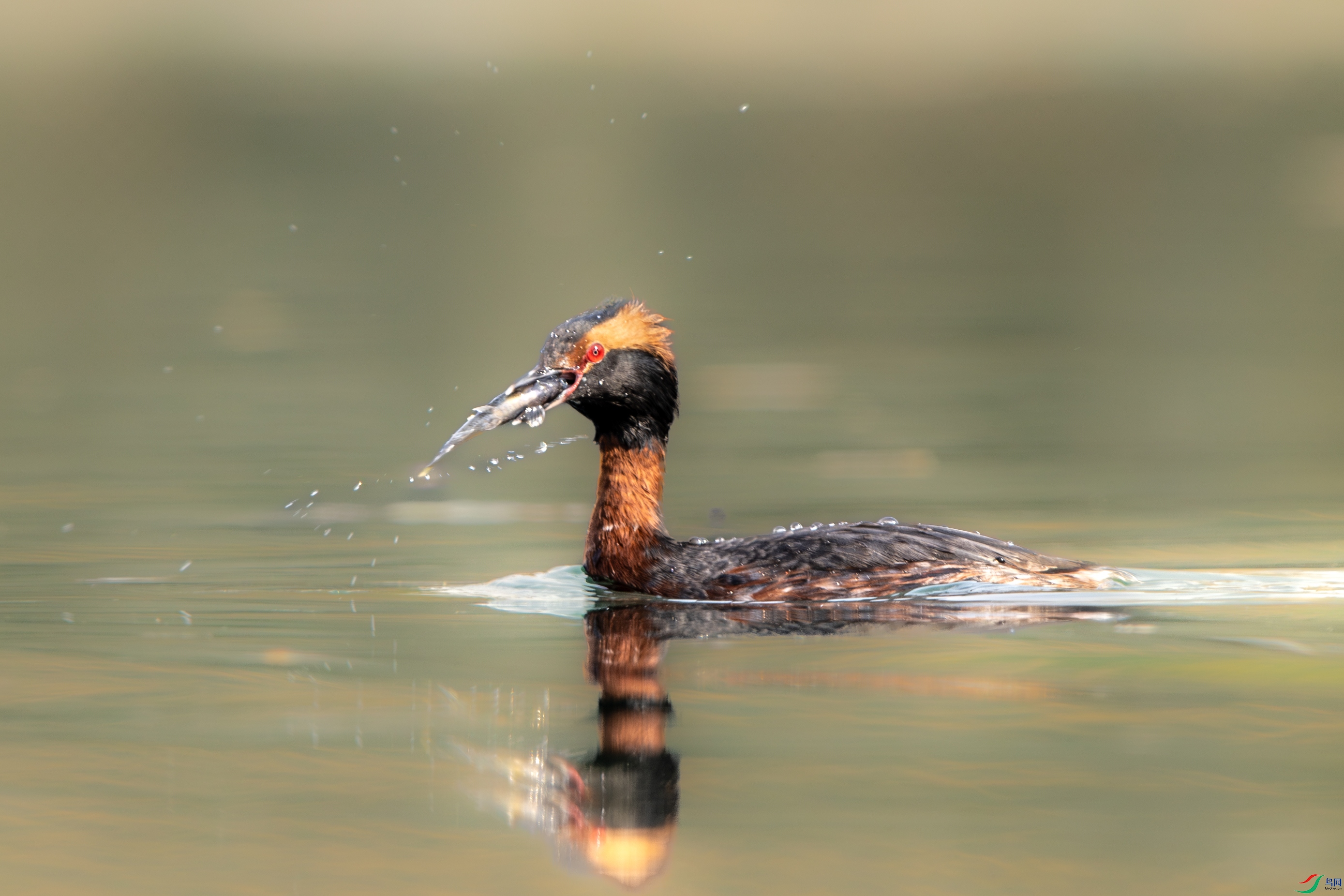 A15I1691- ����.jpg