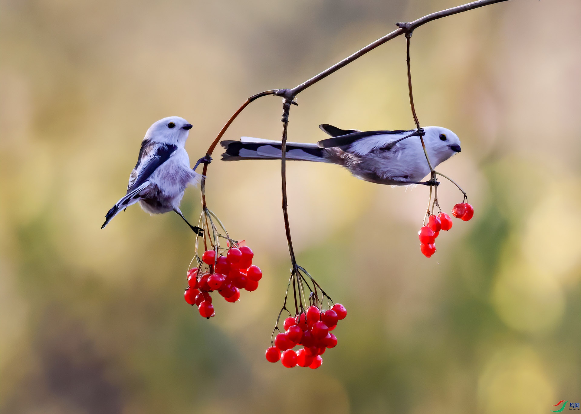 ����βɽȸ6E8A3128---3333-DeNoiseAI-denoise.jpg