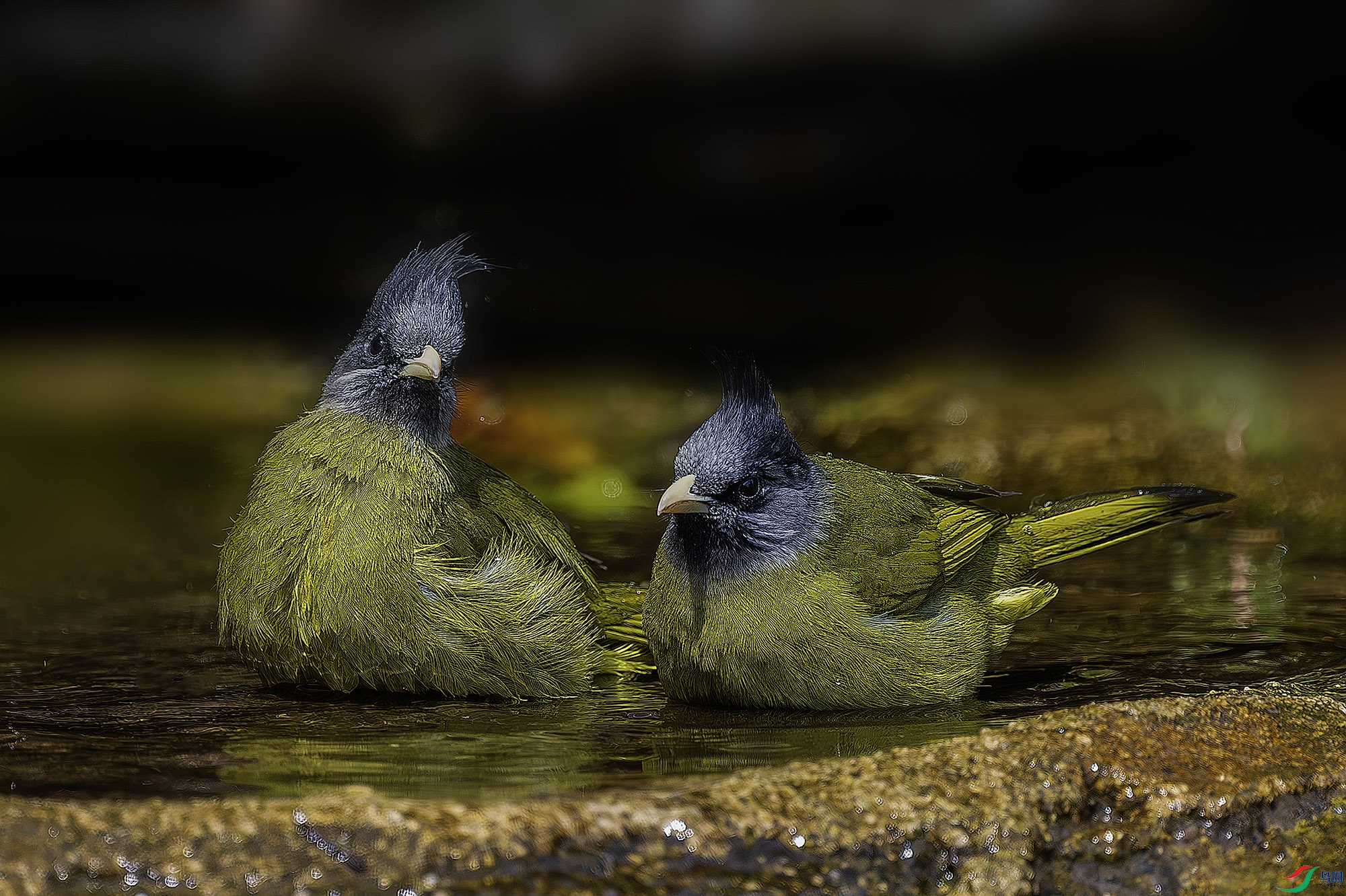 _DSC0770a-����ǿ-NR-���� ����.jpg