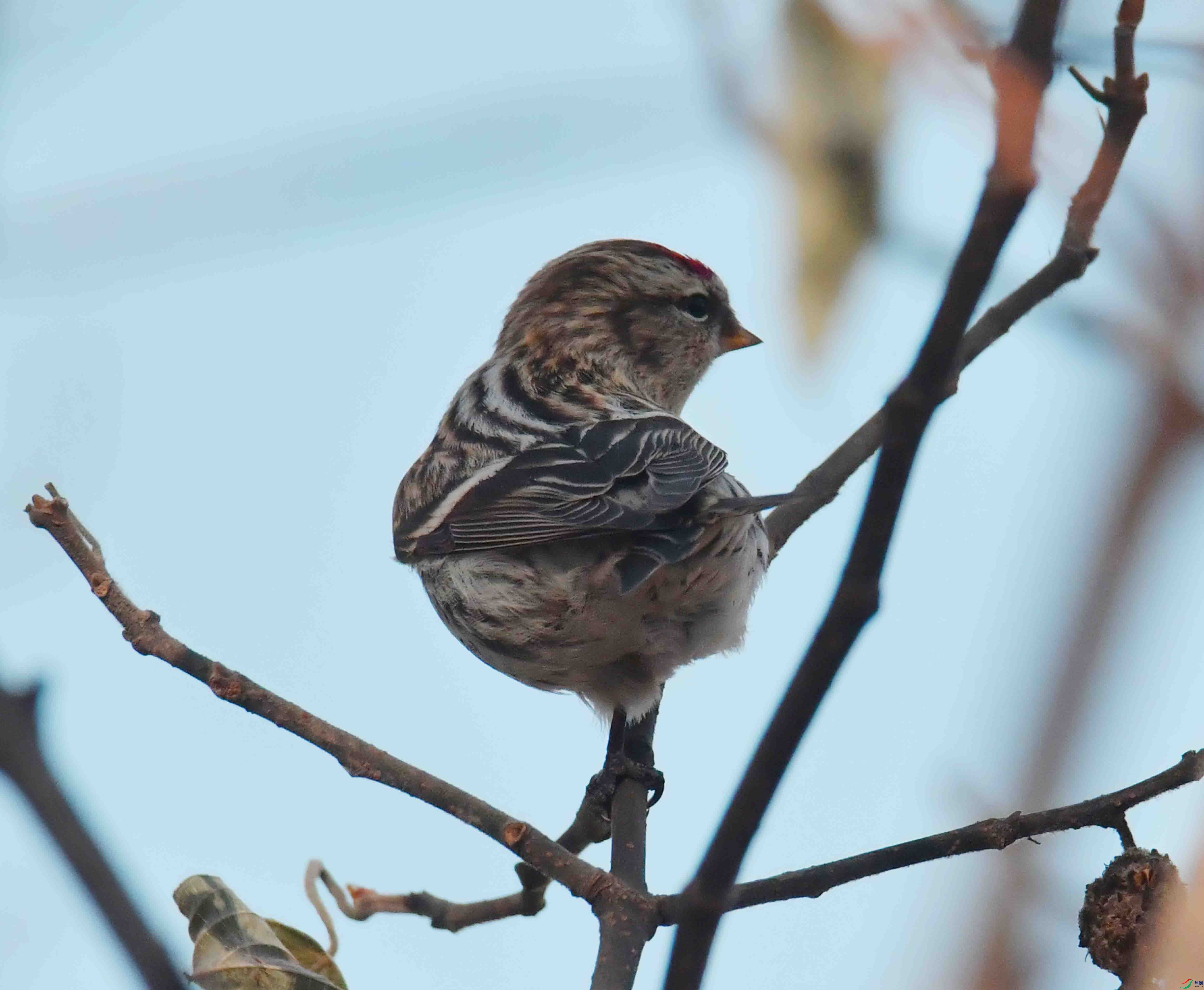 DSC_5896.JPG