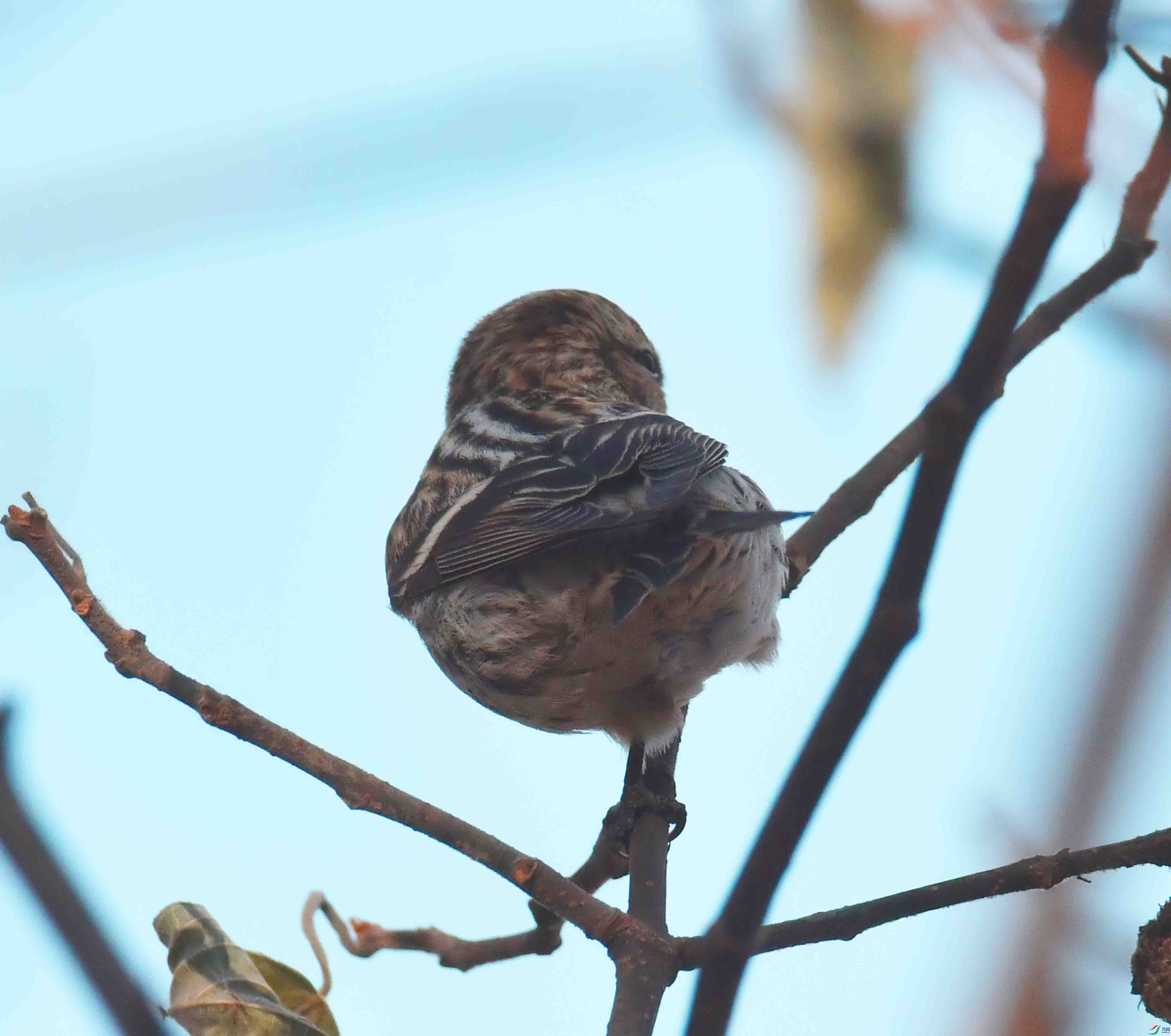 DSC_5895.JPG