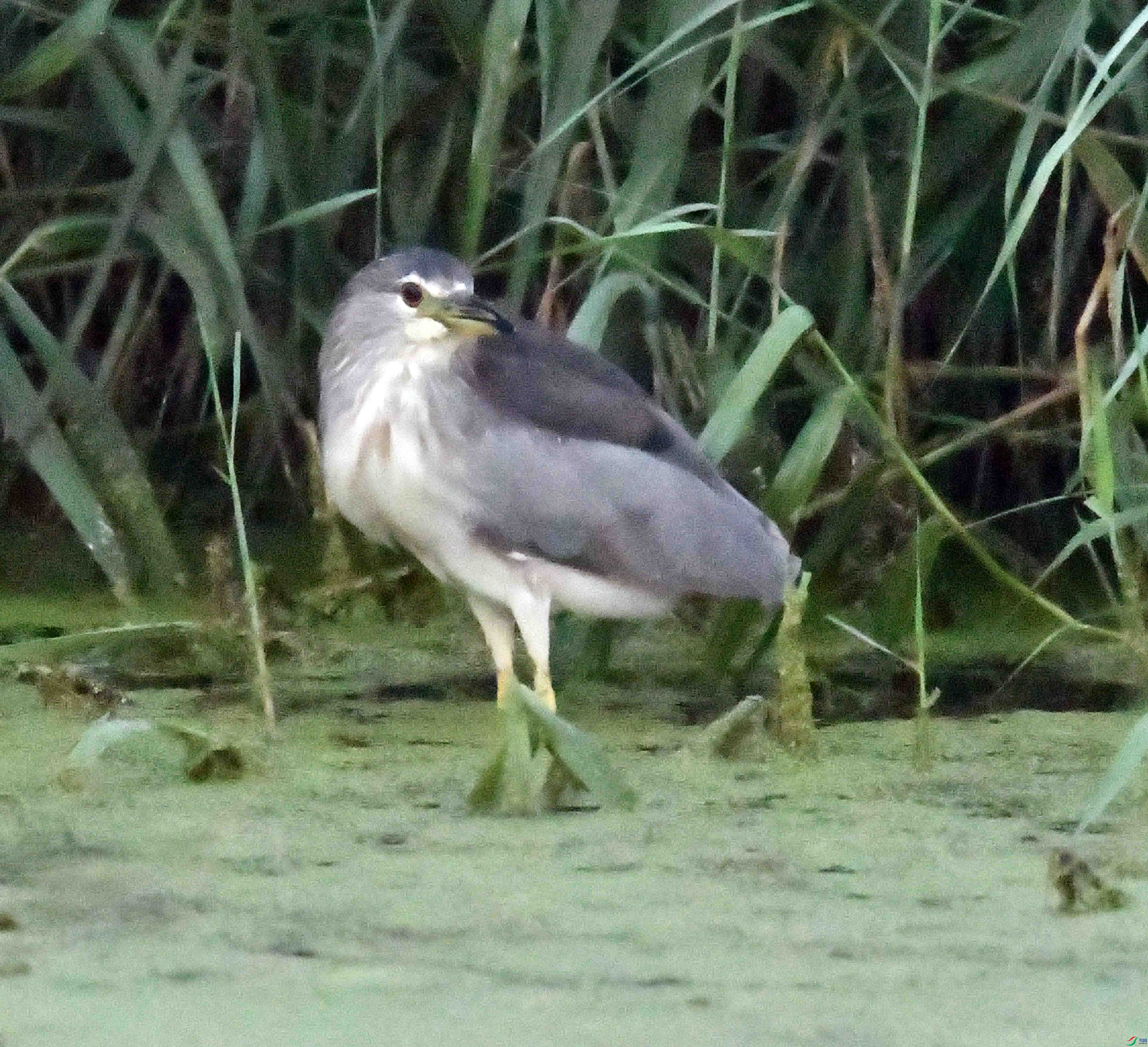 DSC_2631.JPG