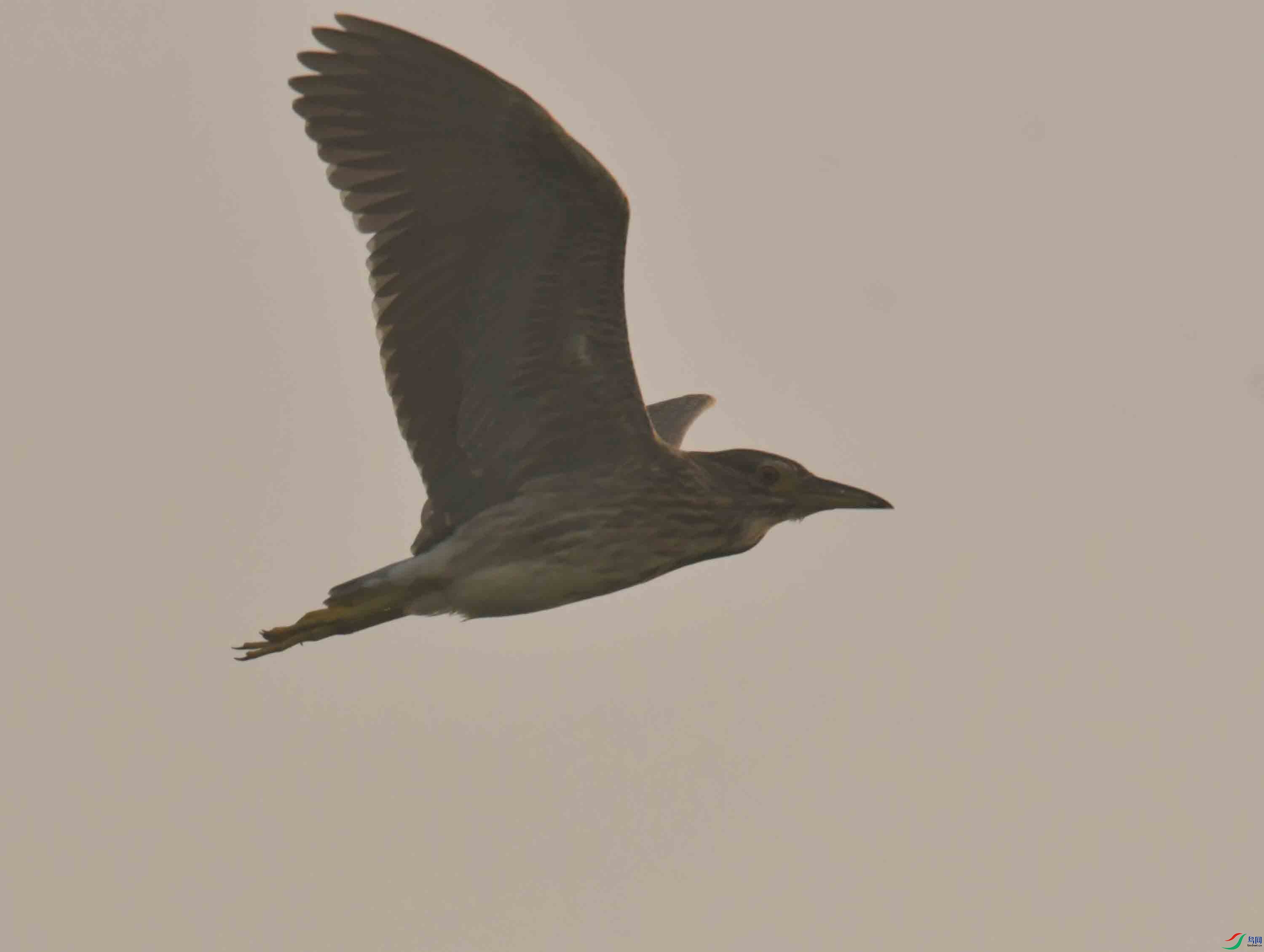 DSC_2747.JPG