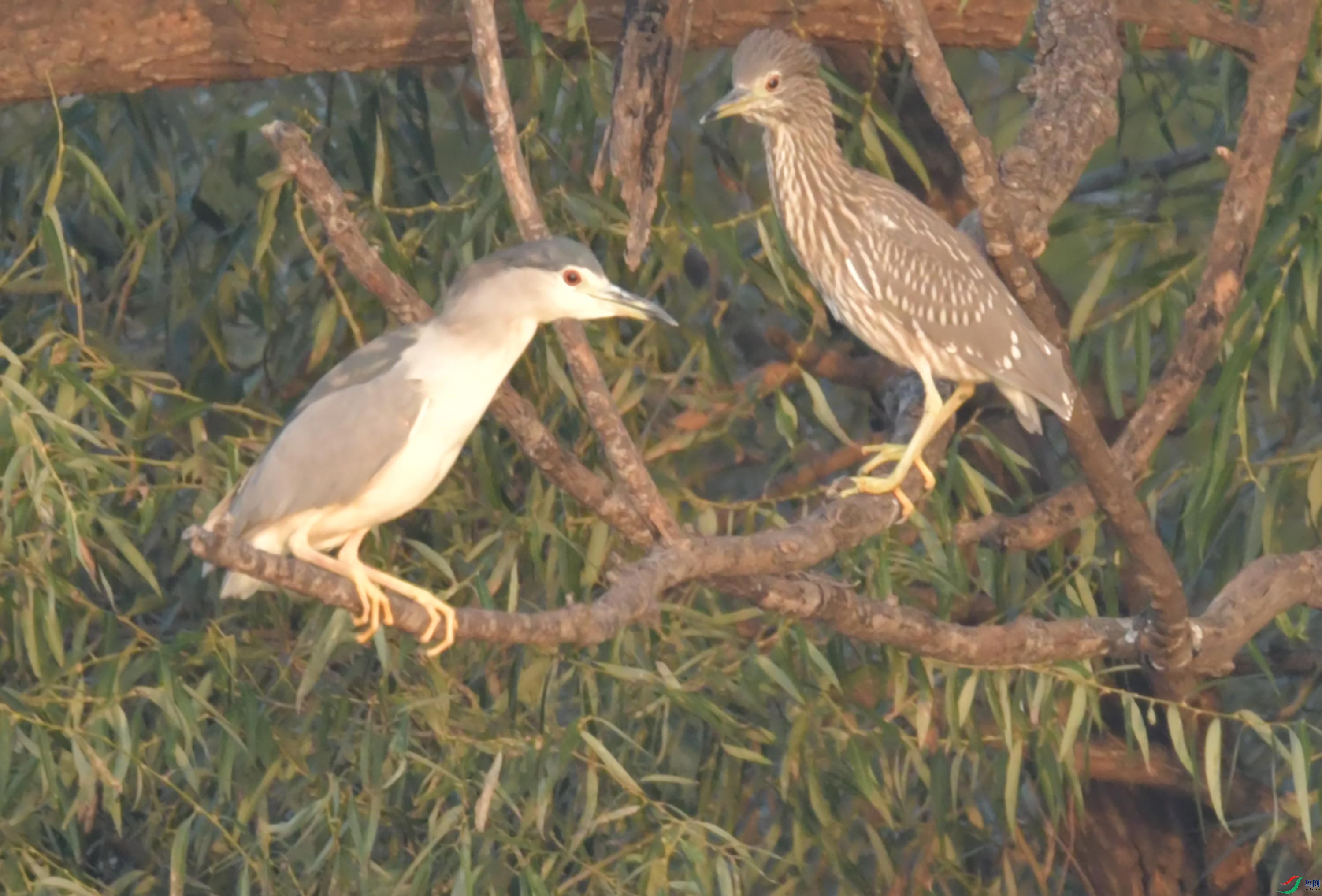 DSC_3228.JPG