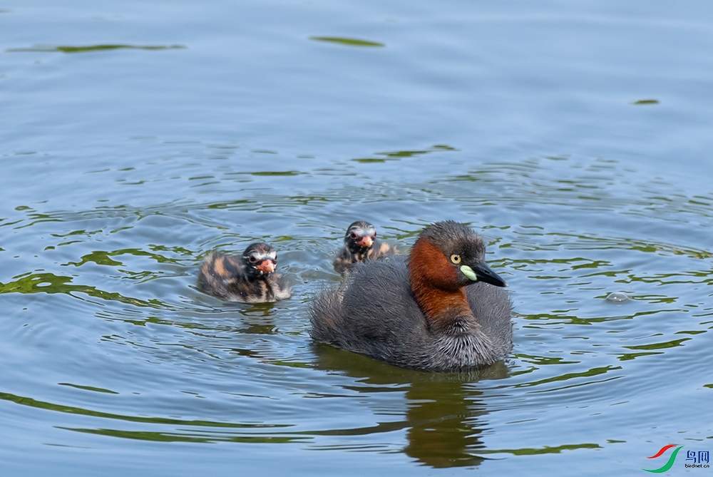 DSC_1763.jpg