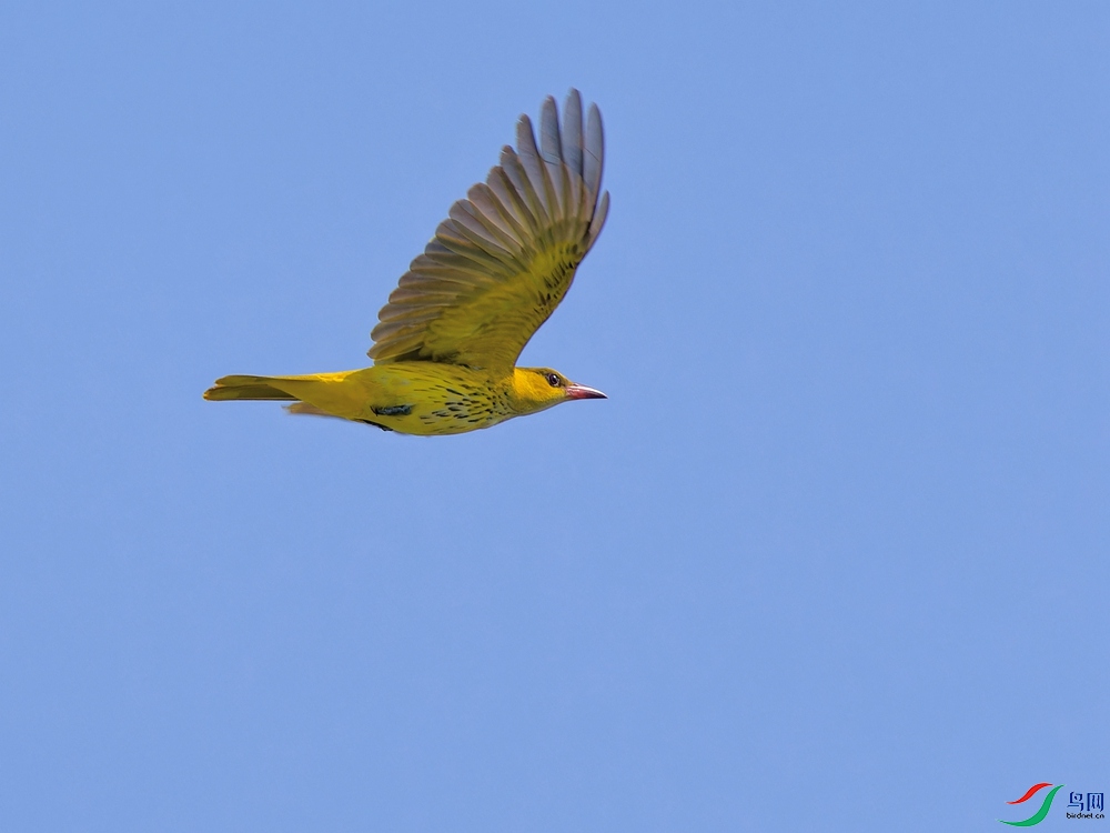 P5281421_DxO - ����.jpg