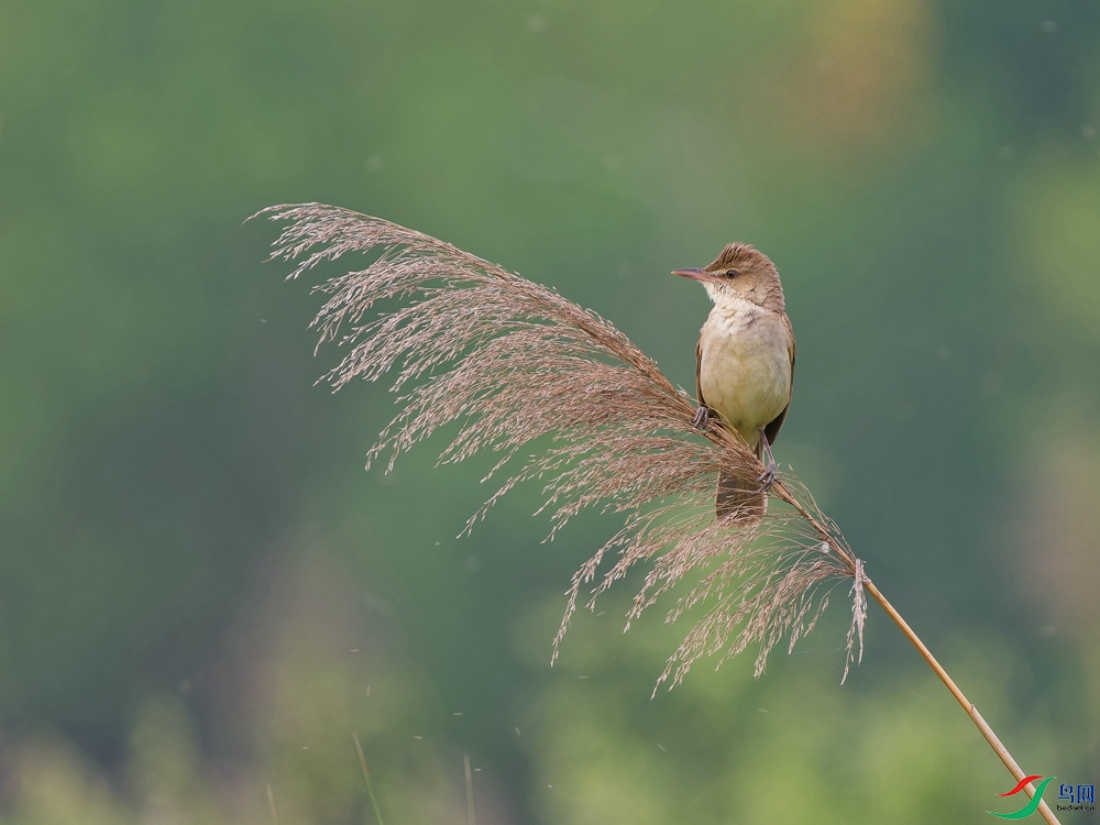 P5310024_DxO - ����.jpg