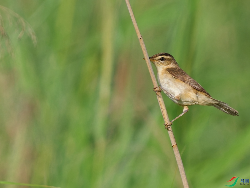 P5310745_DxO - ����.jpg