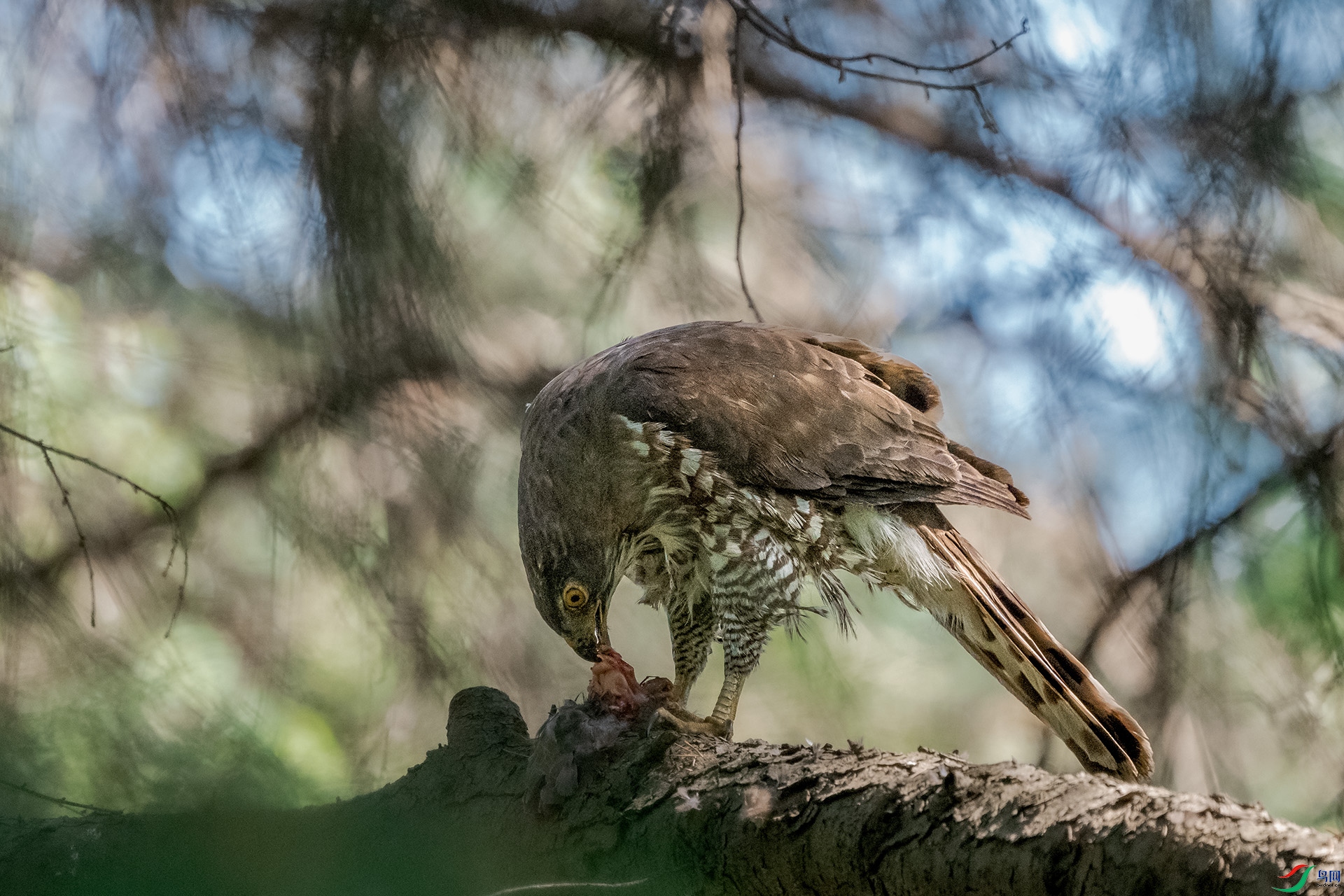 DSC_6117a.jpg