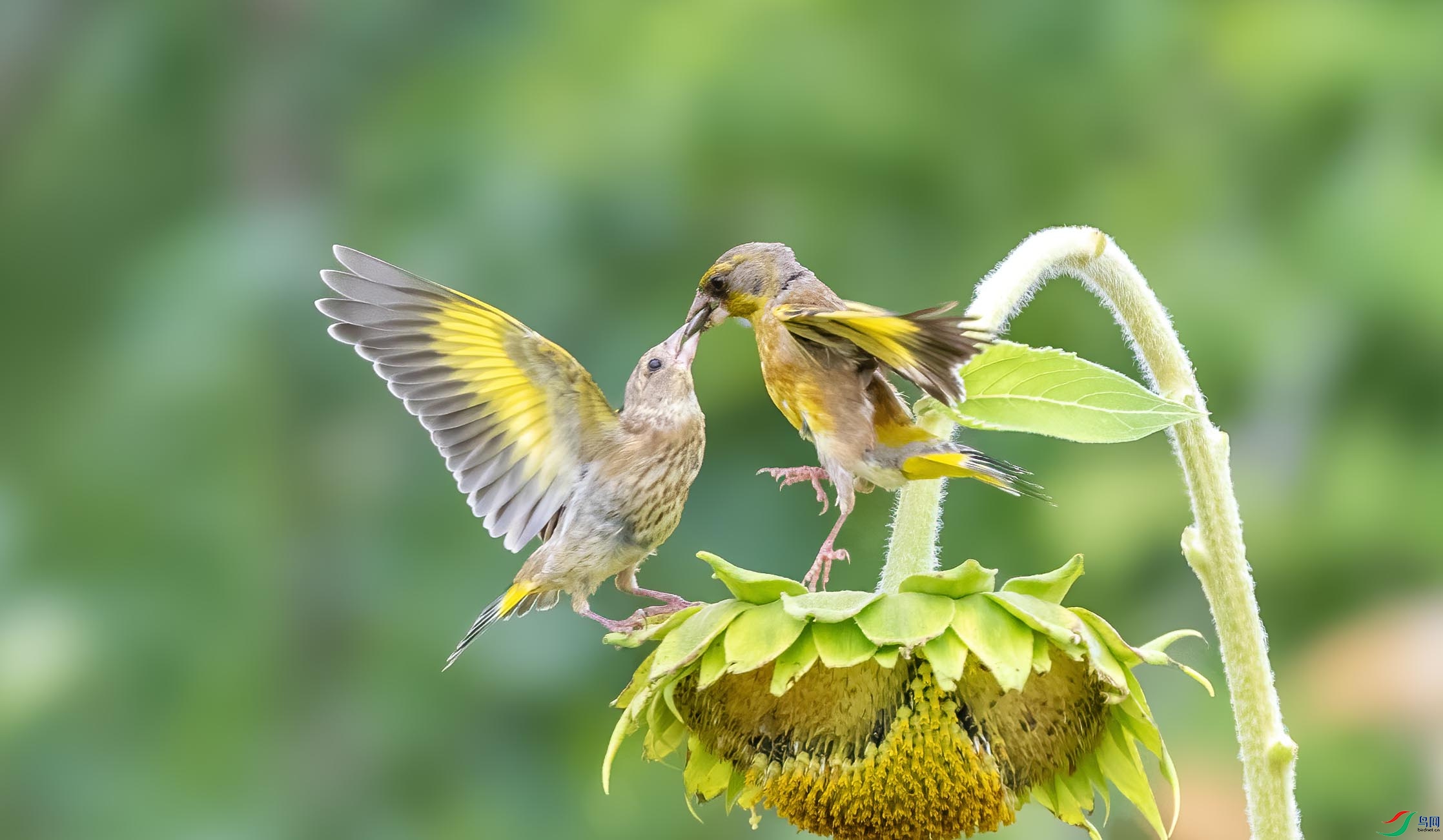 DSC_4894 ����.jpg