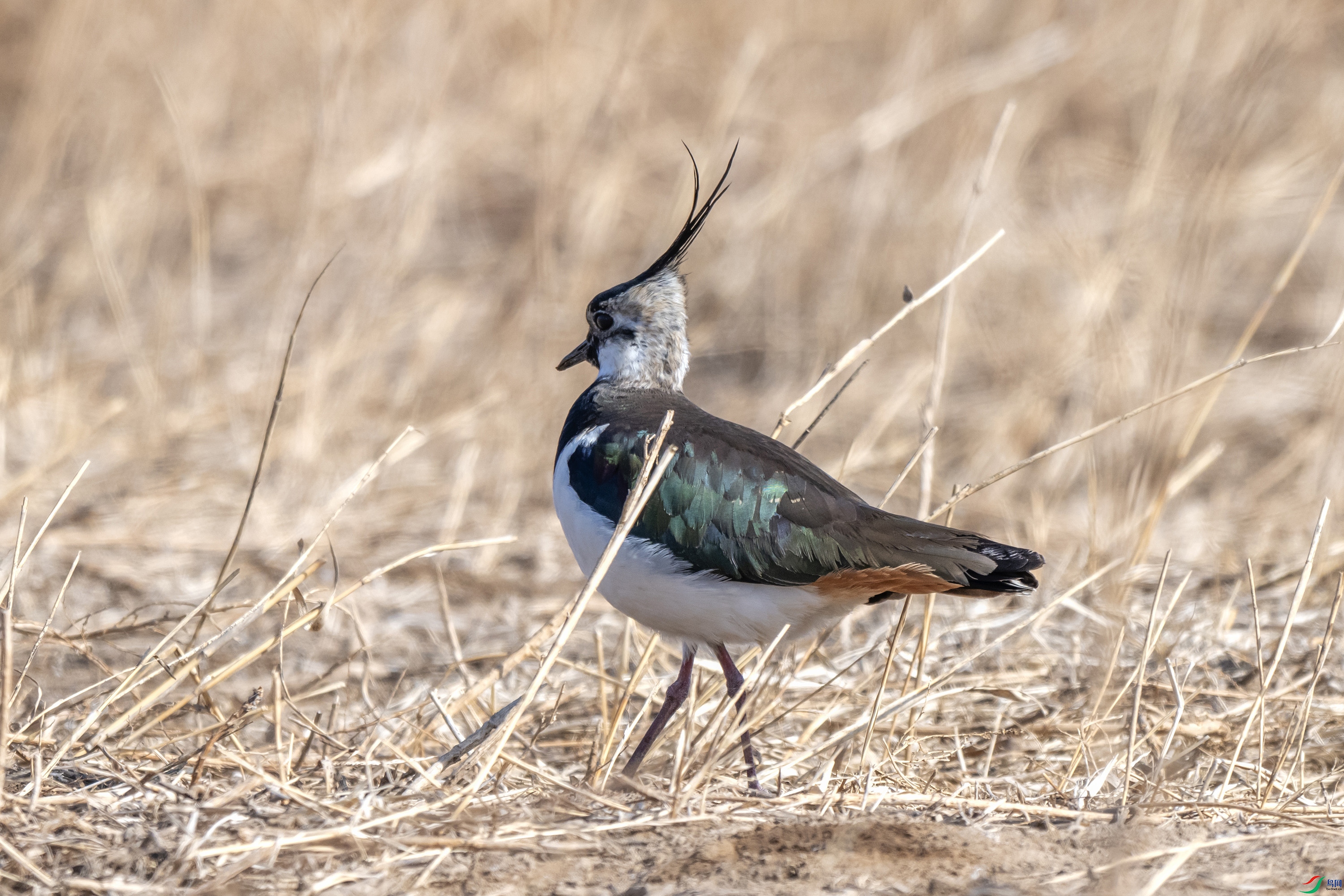 DSC_6235 ����.jpg