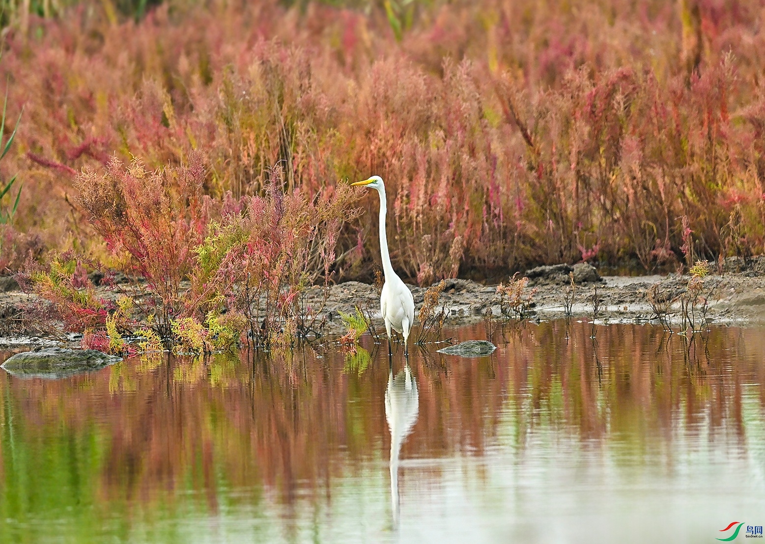 DSC_2302f.jpg