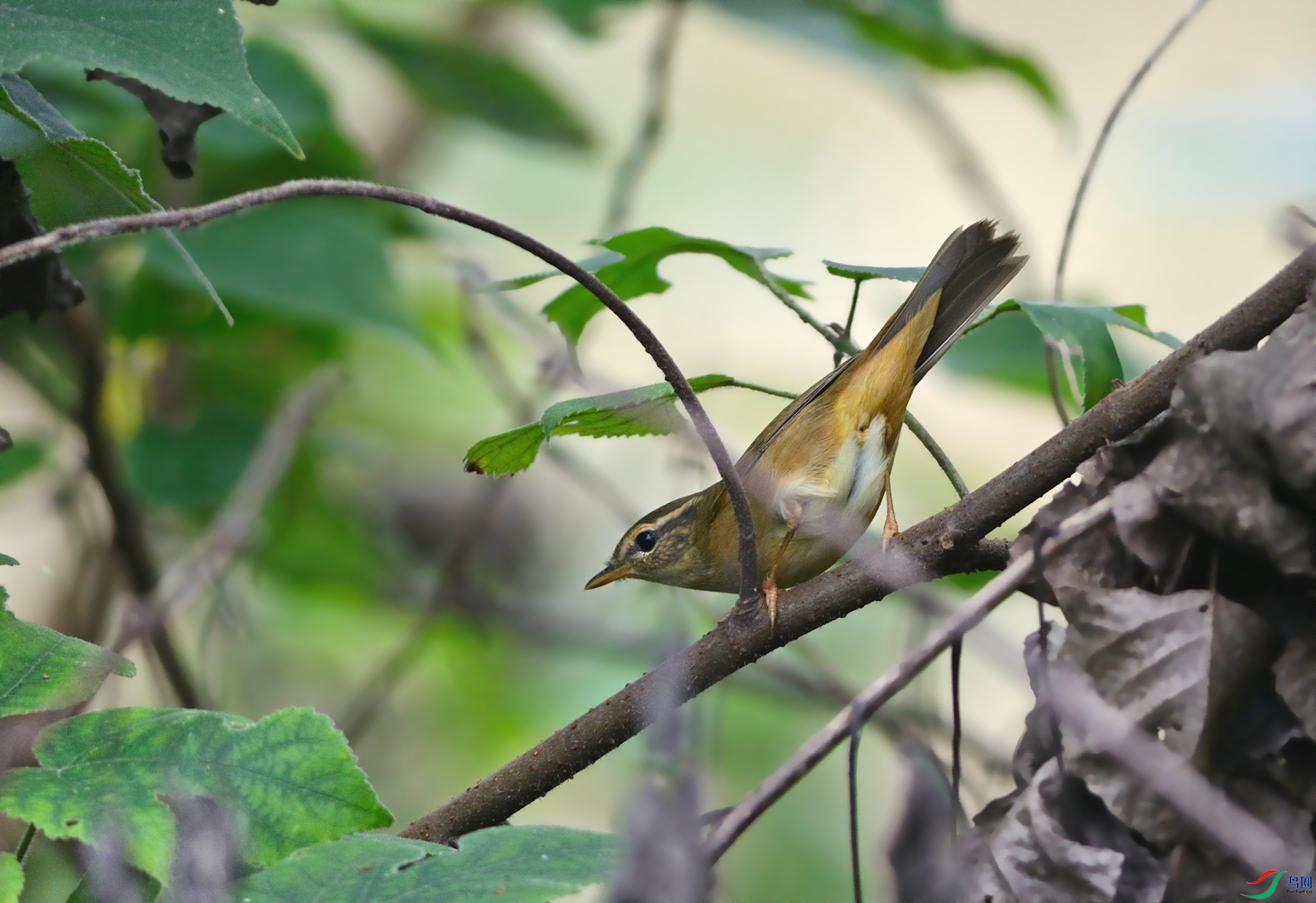 GGO_3394a.jpg