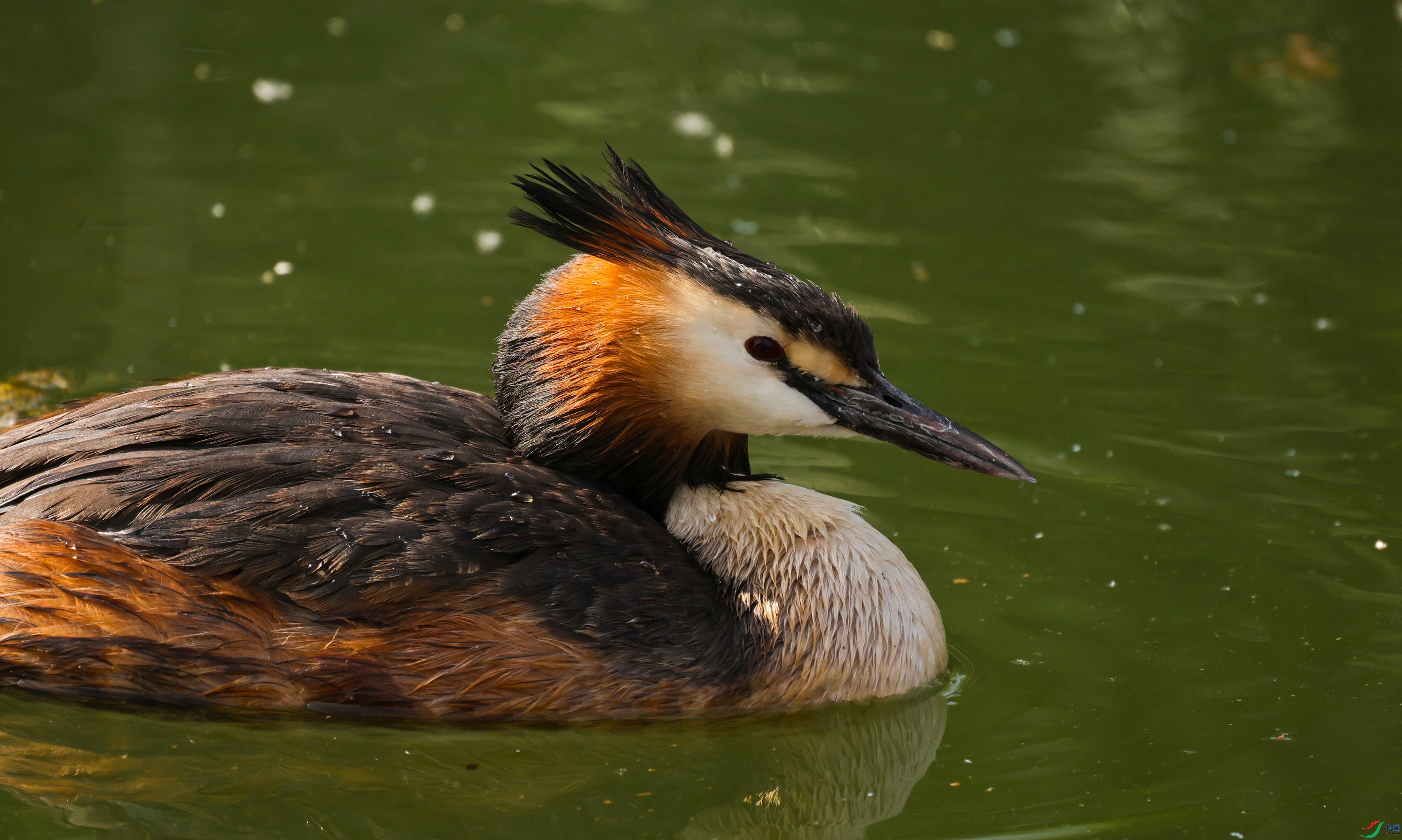 7X5A2514 - ����.JPG