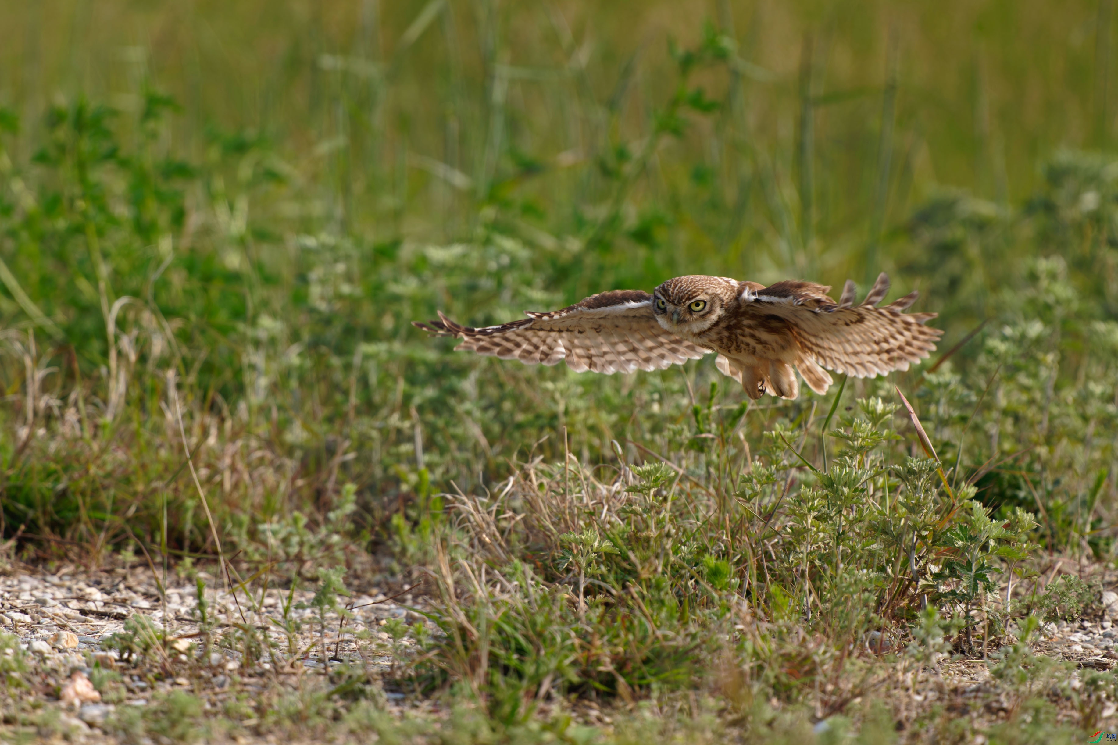 _DSC3940-ARW_DxO_DeepPRIMEXD.jpg