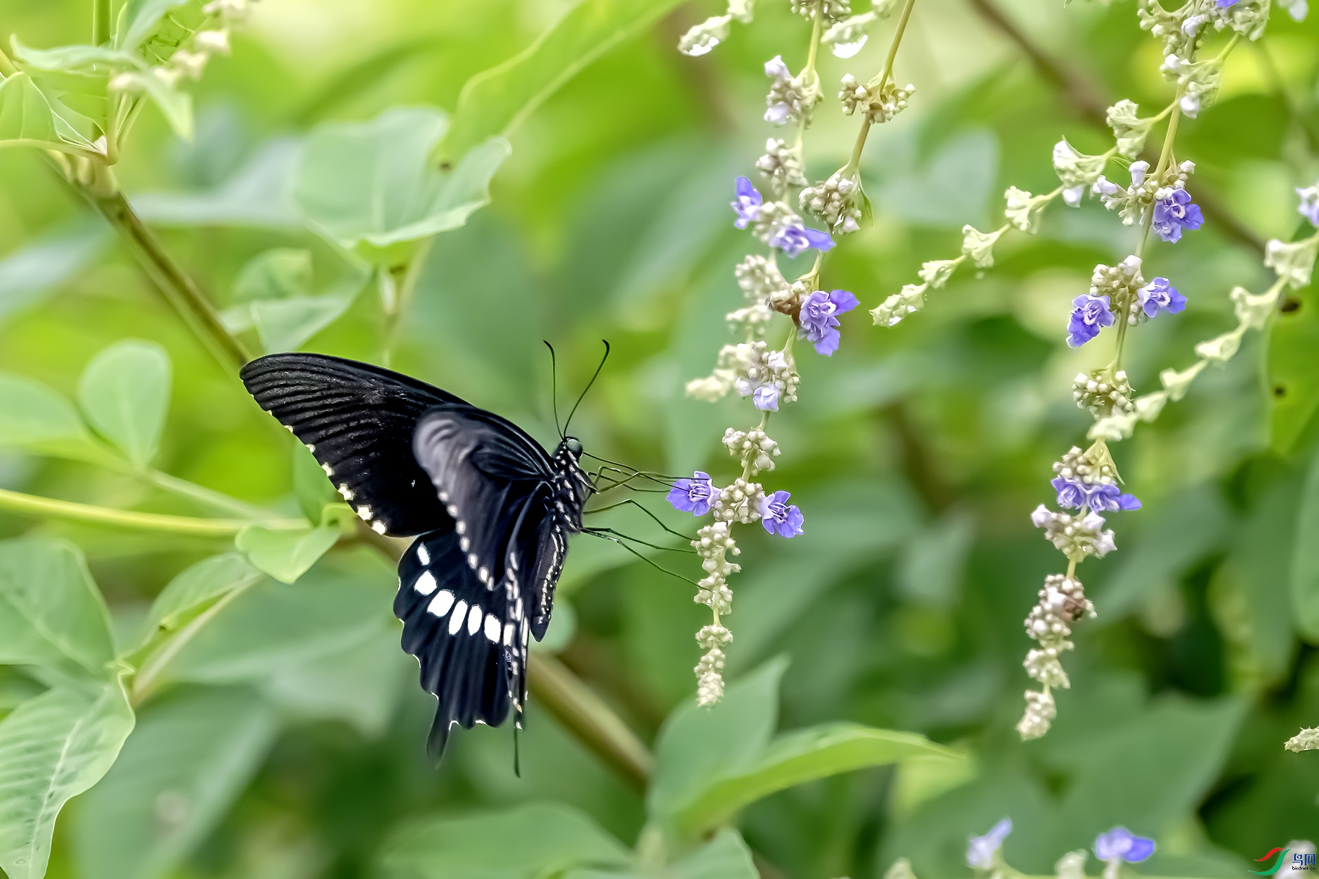 DSC_1075 ����.jpg