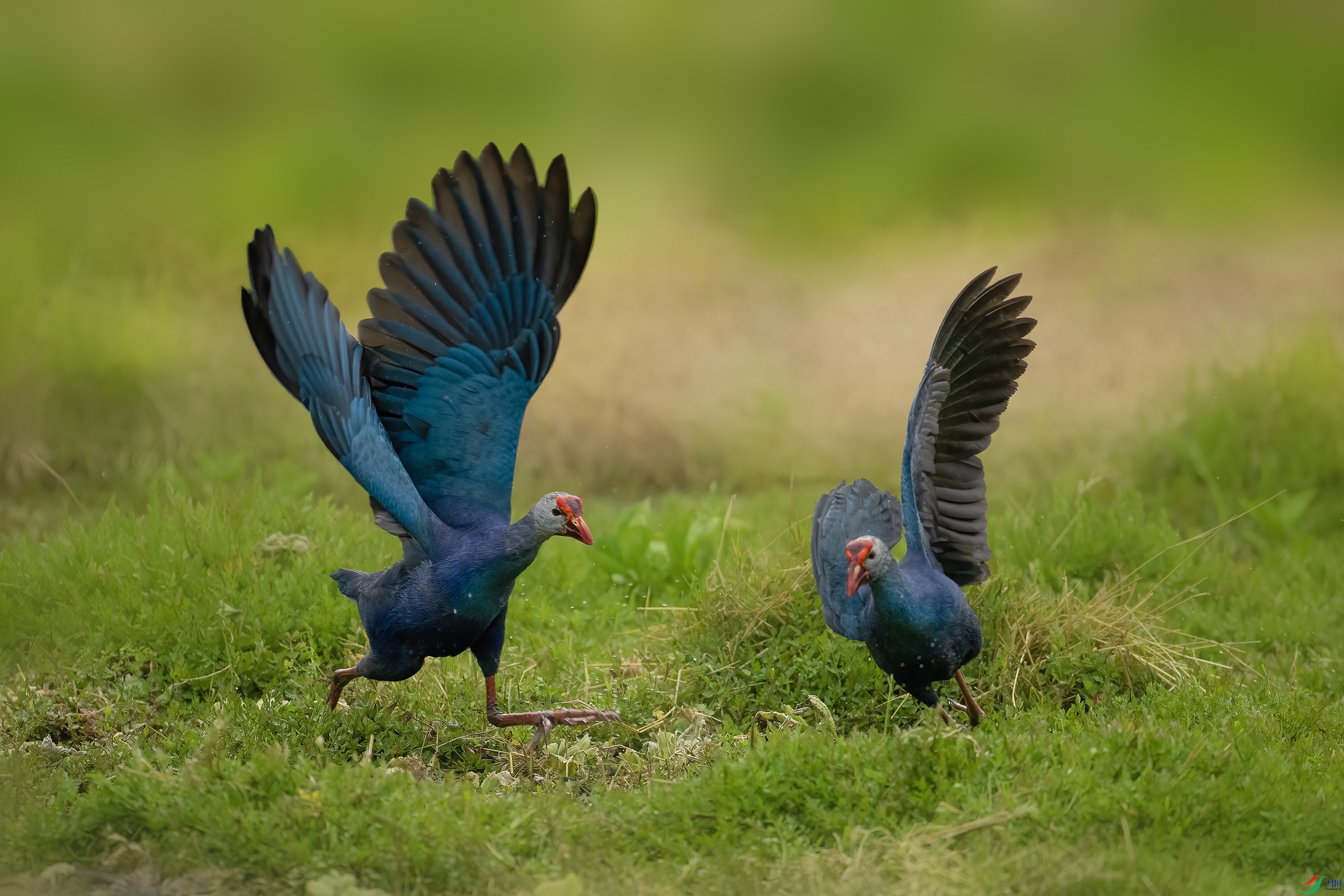 DSC02949 ����.jpg