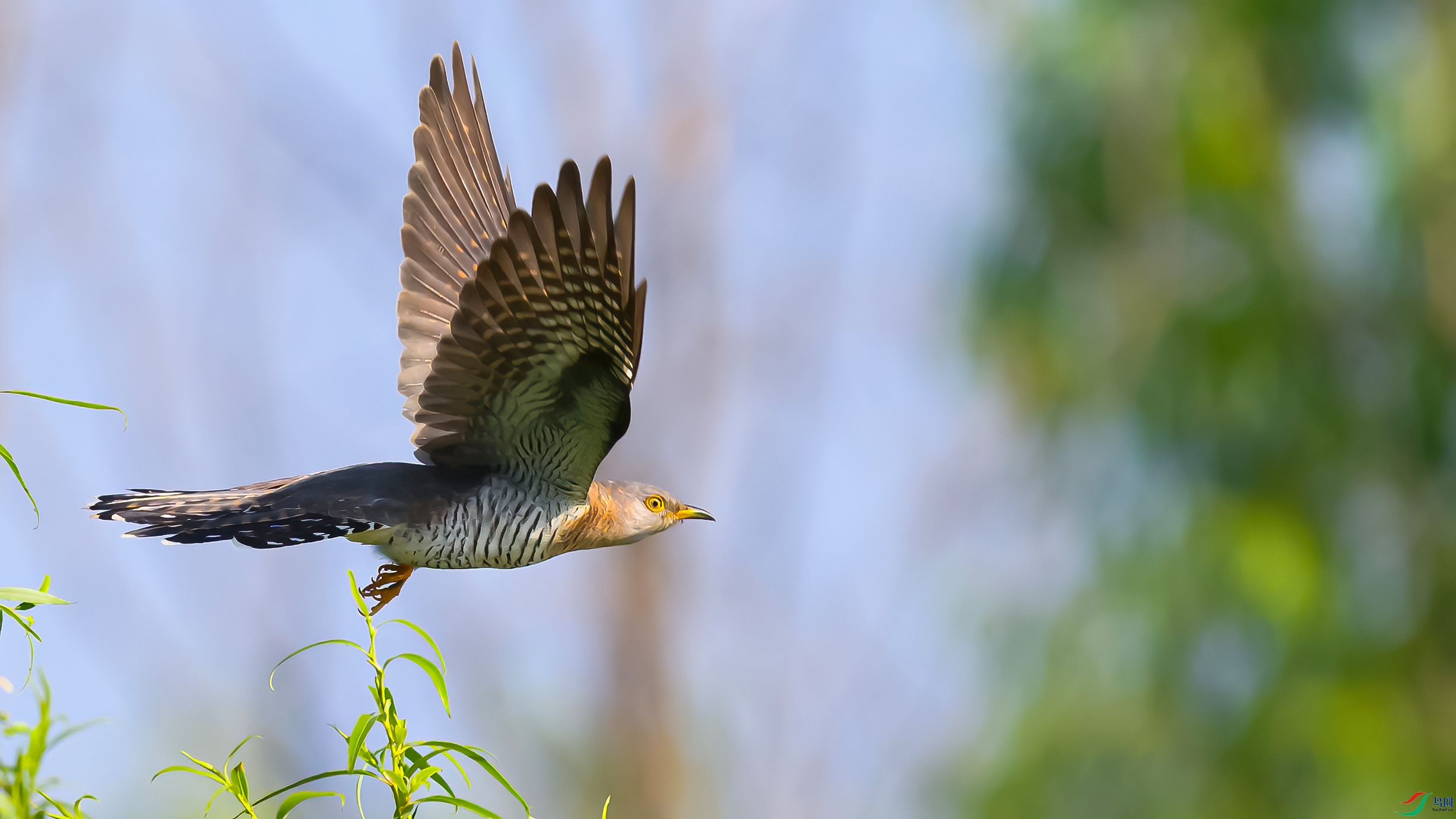 DSC_0989 ����-DeNoiseAI-standard.jpg