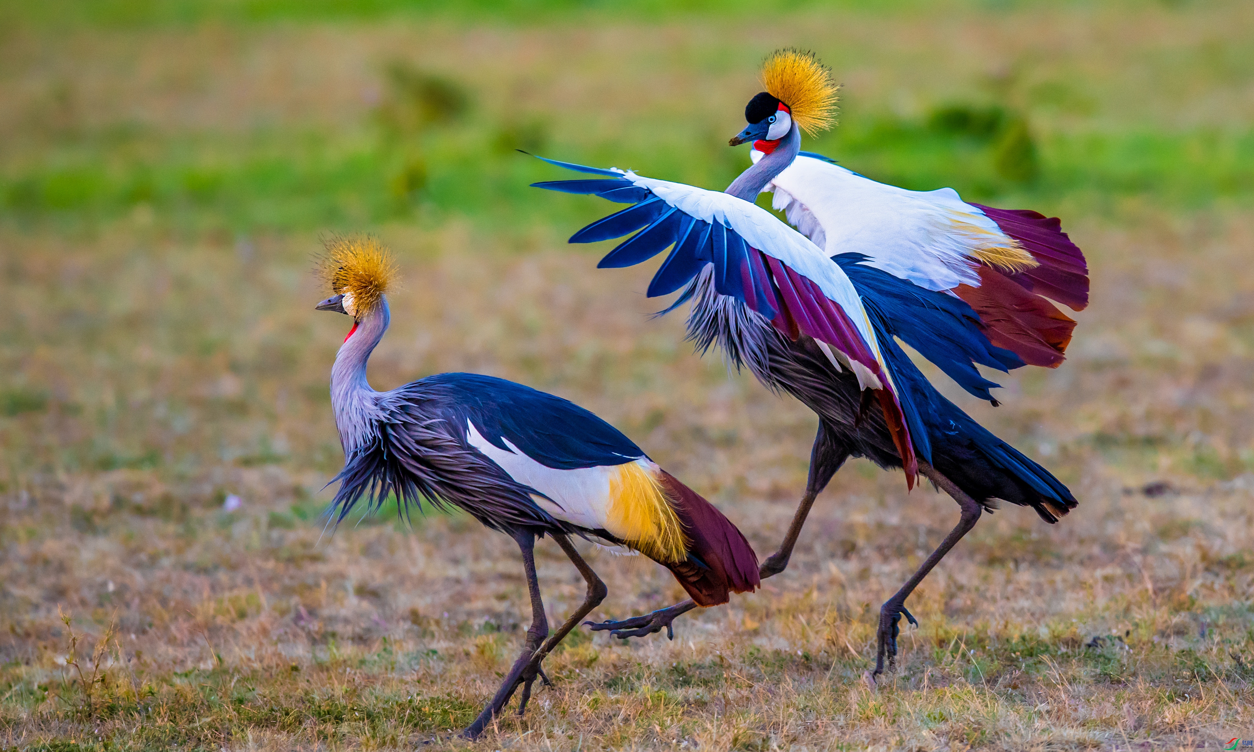 DSC_4624-1.jpg