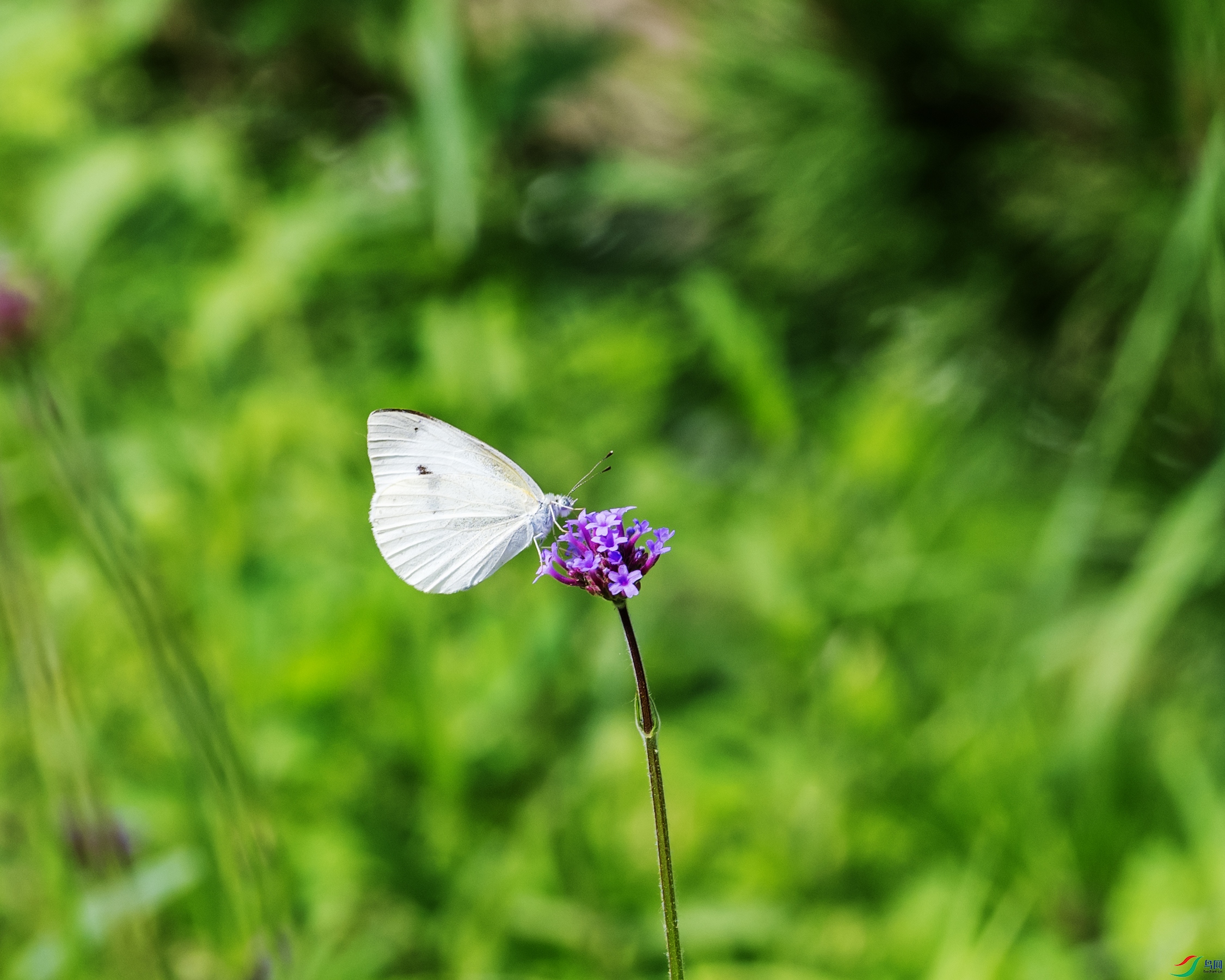 DSC_2646 ����.jpg