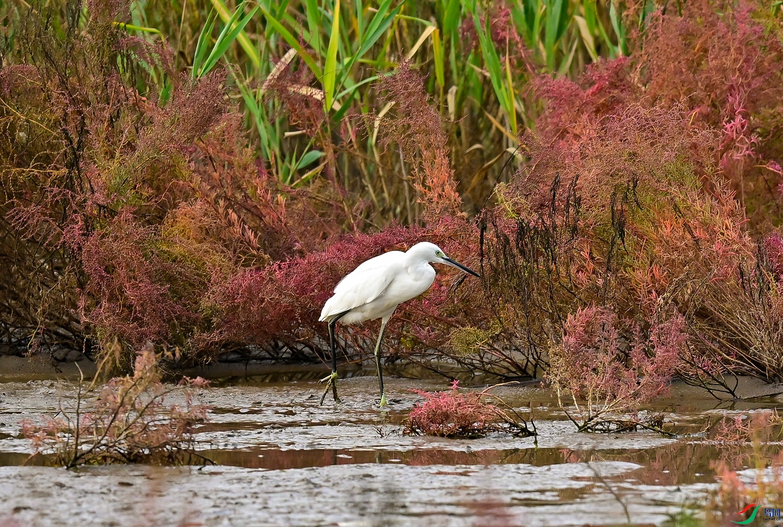 _DSC9954f.jpg