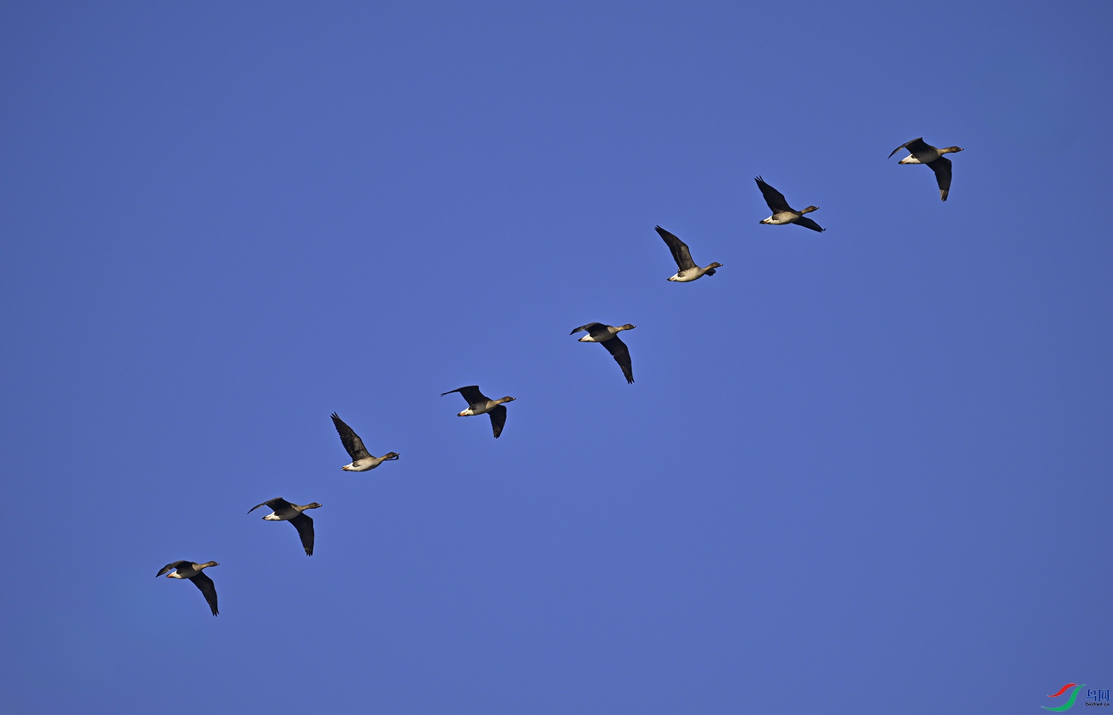 _DSC4432f.jpg