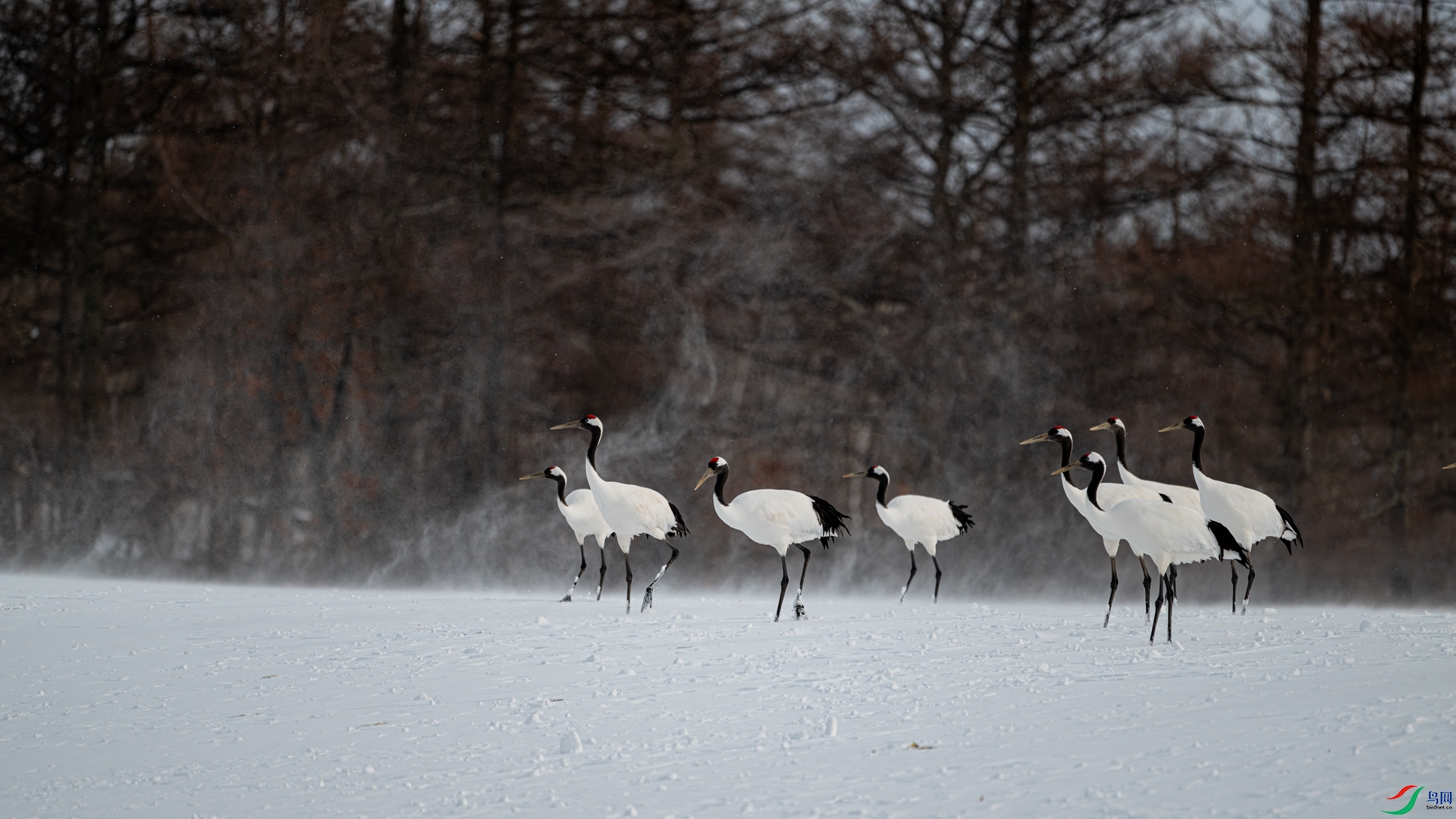 ��ѩ���(2)