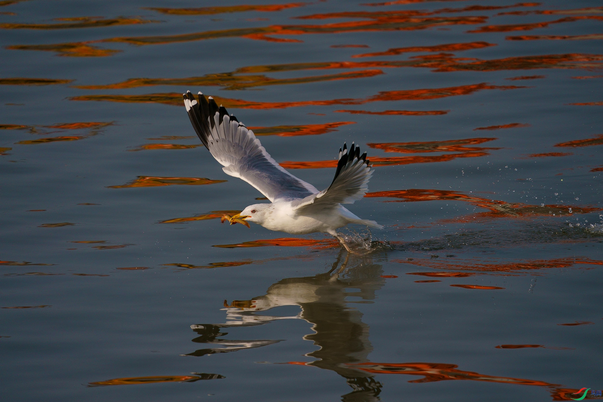 DSC04342-1.jpg