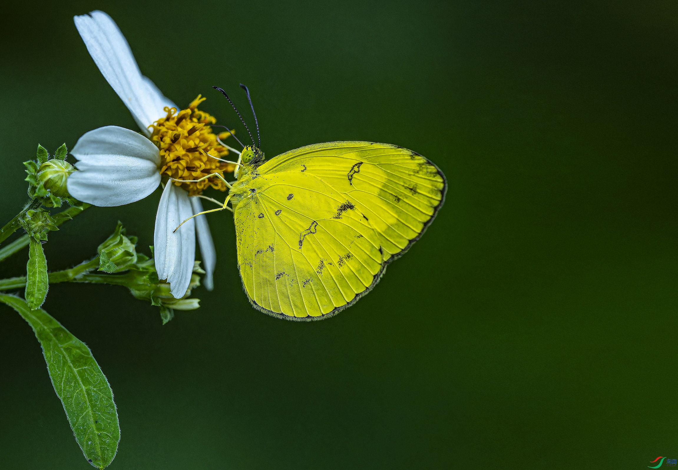 ���߻Ʒ۵� (1)-1.jpg