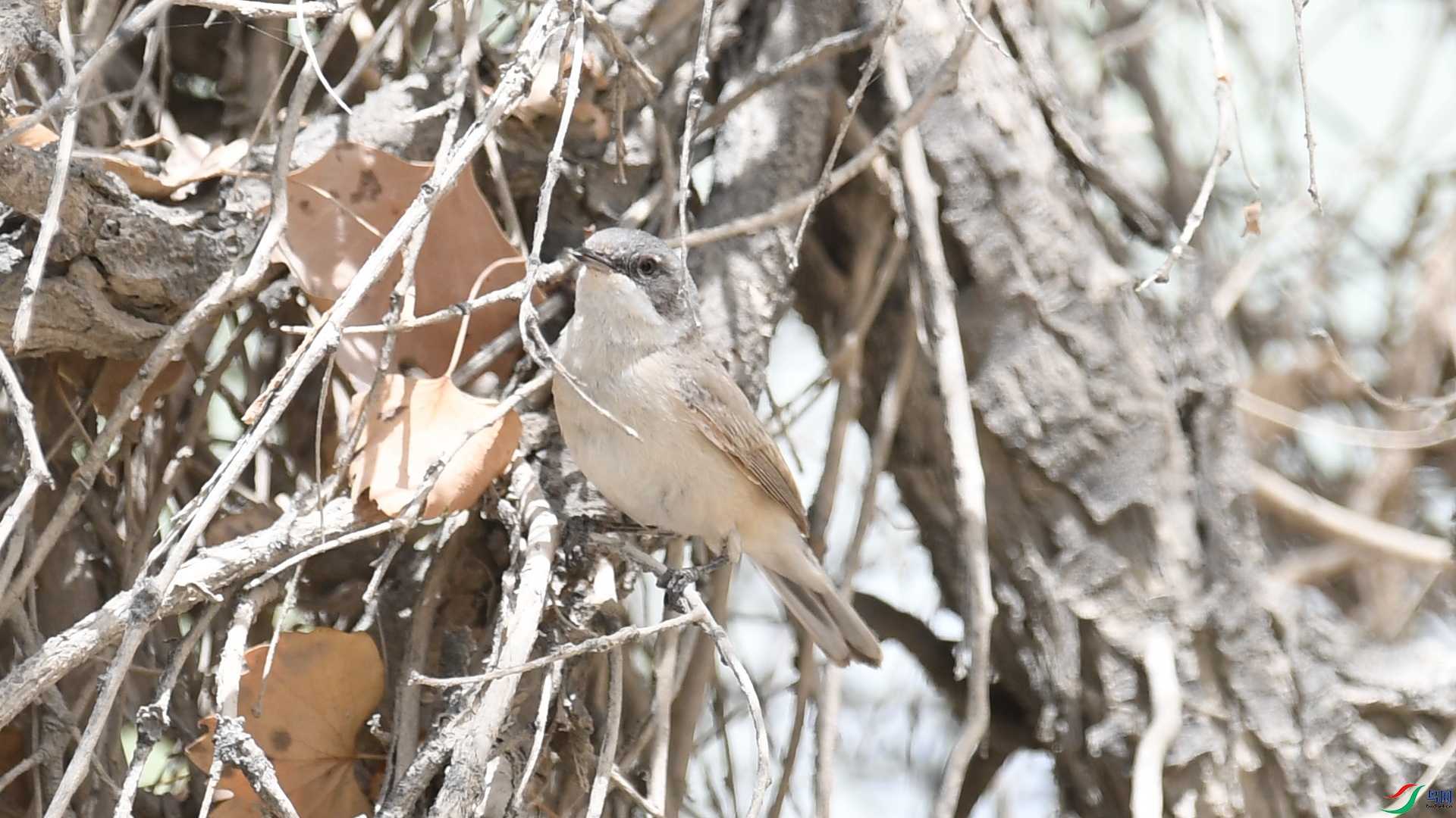 7-DSC_5244.JPG