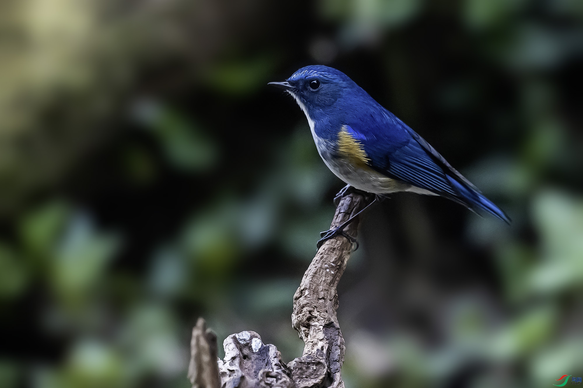 _DSC3702a ����.jpg