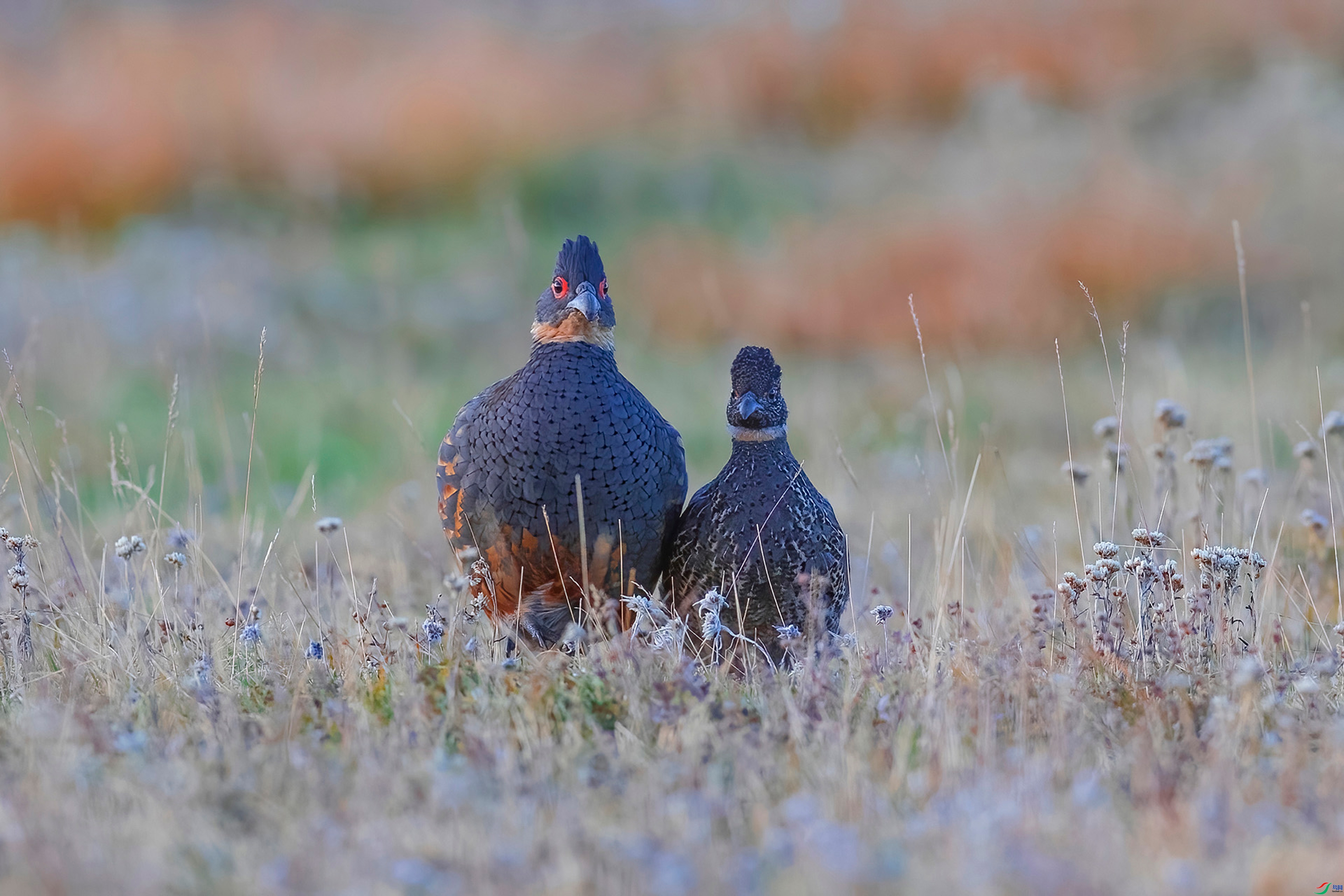 ÿ��һͼ  ���޺�Ӱ ���� С���� ����.jpg