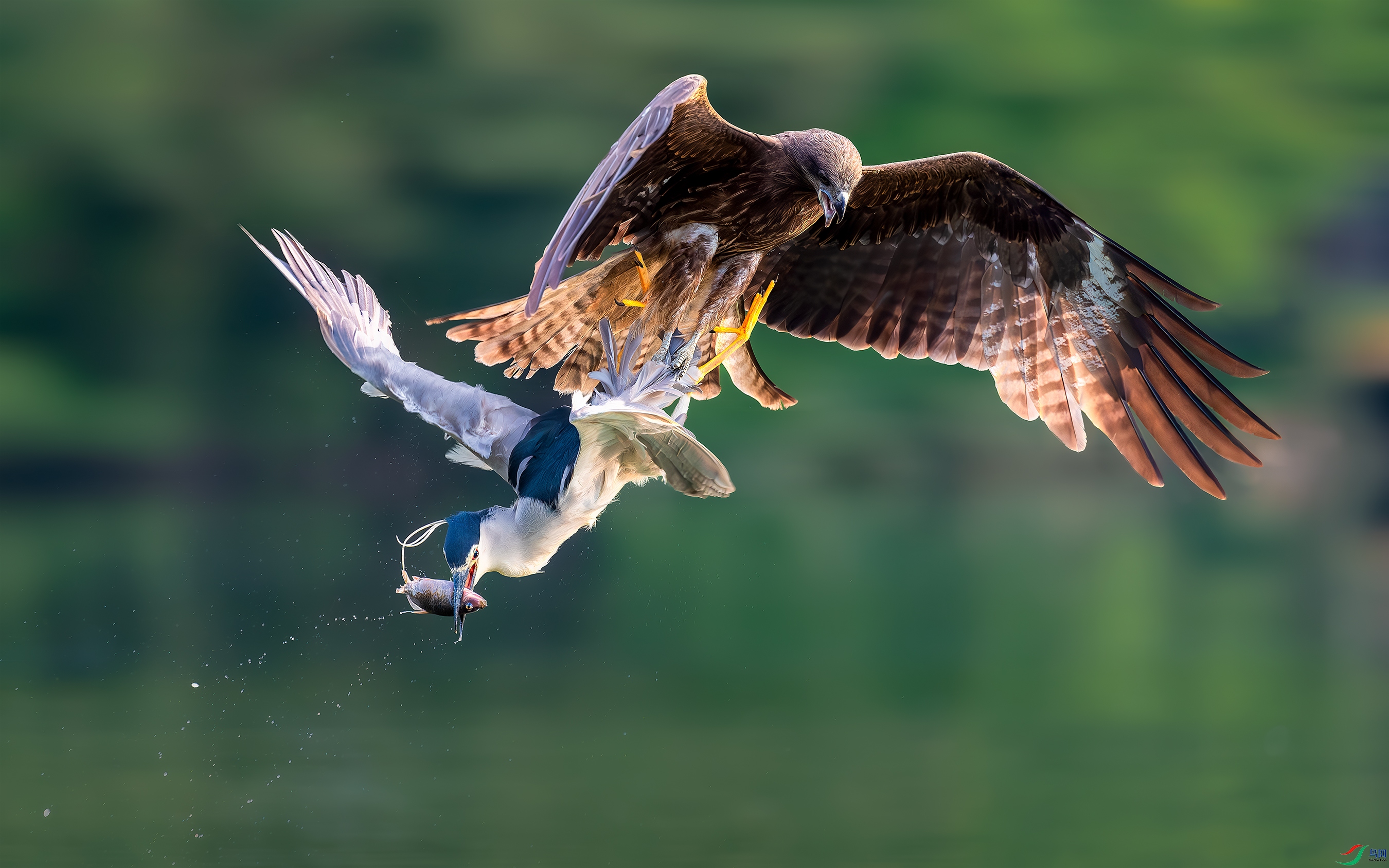 DSC_5034-����ǿ-NR ����.jpg