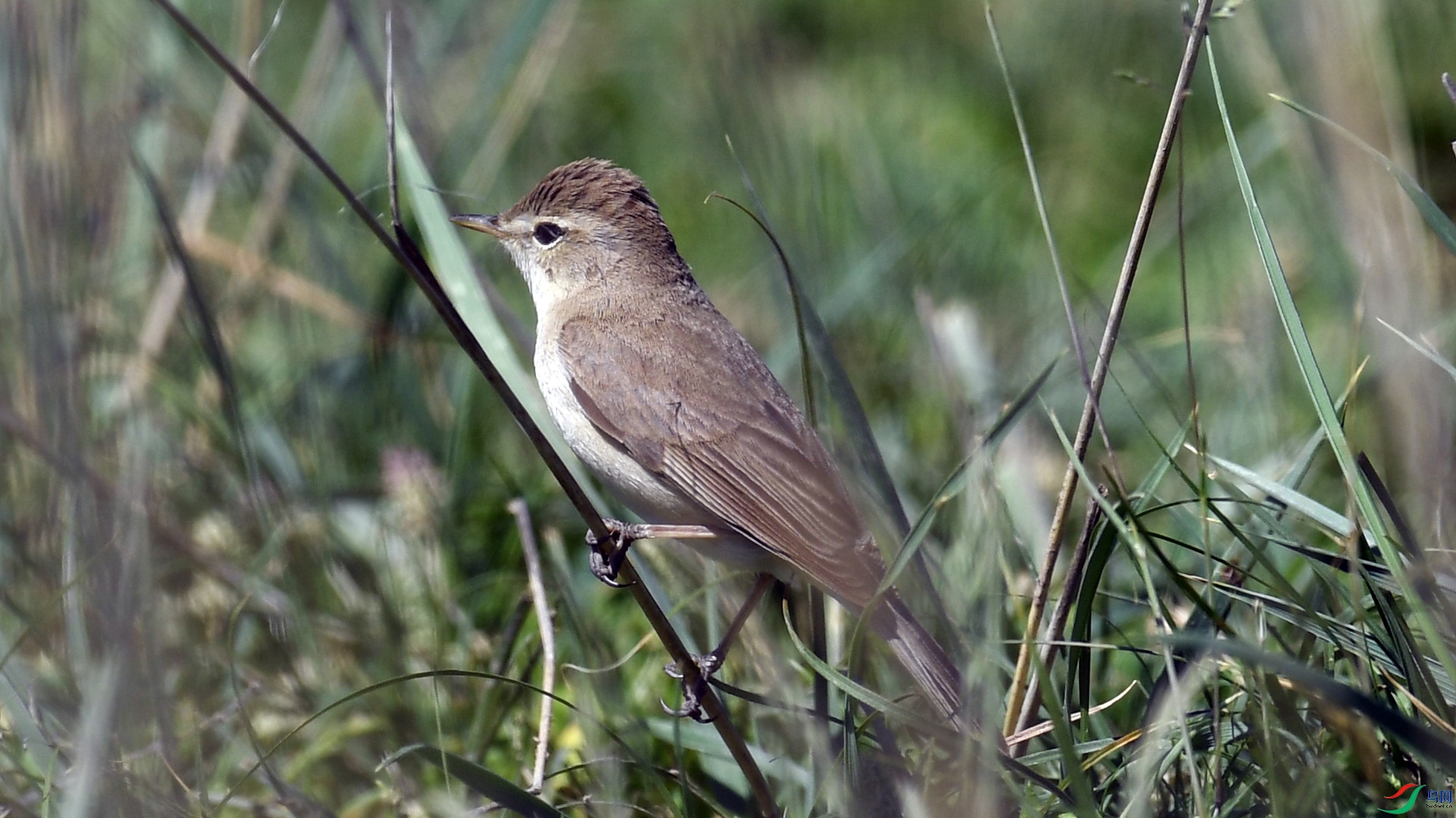 4-DSC_4692.JPG