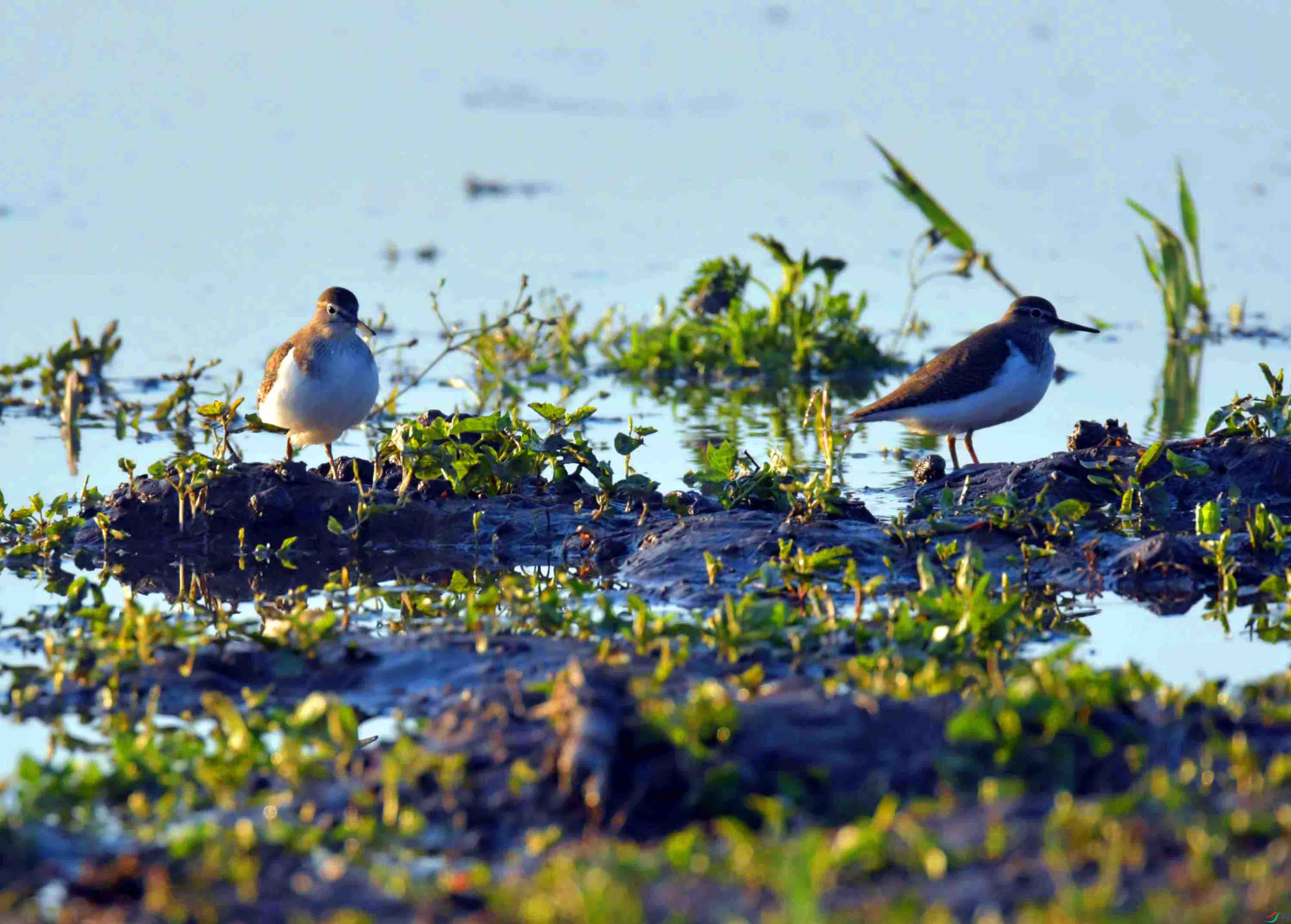 DSC_0074.JPG