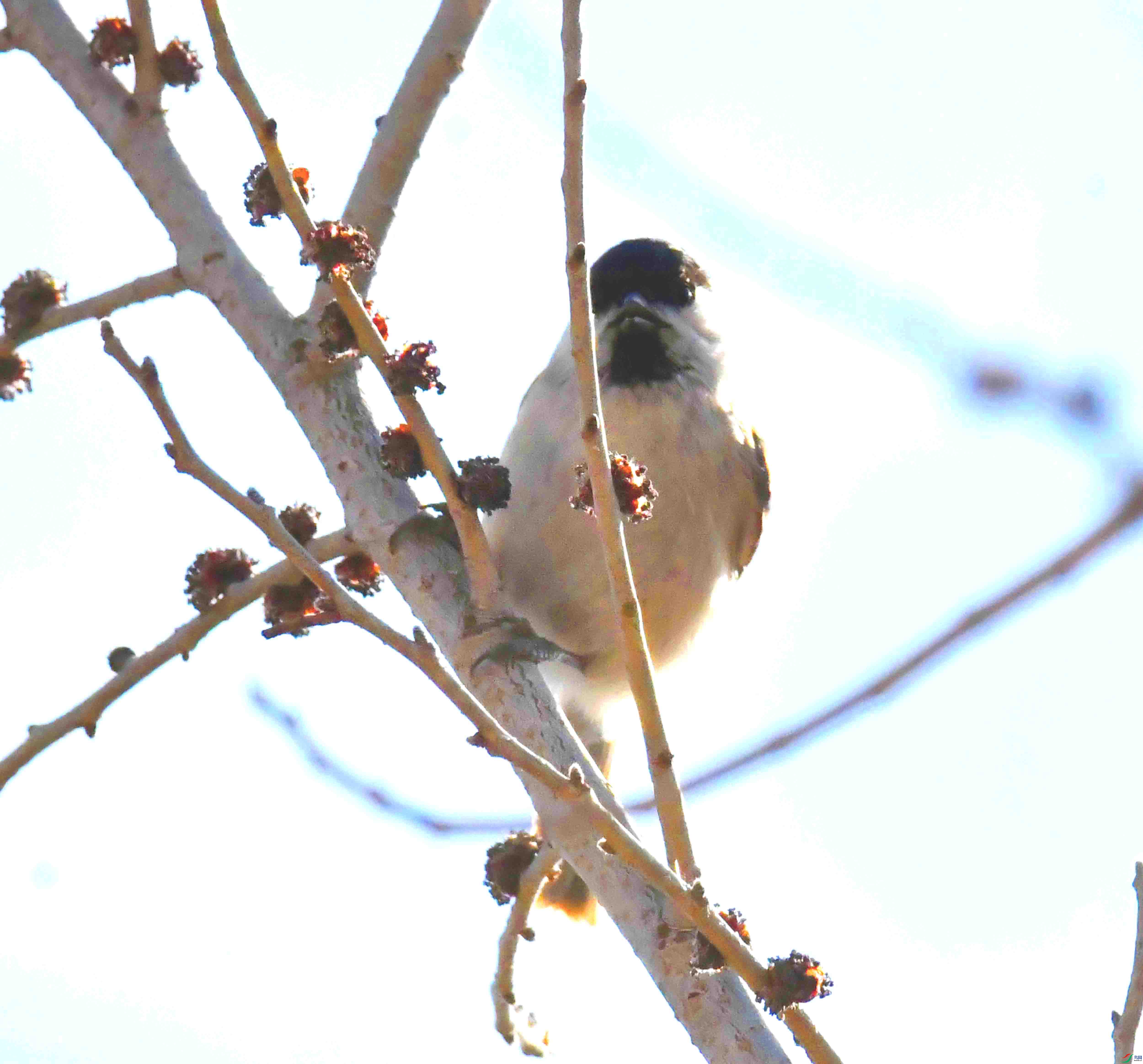 DSC_2162.JPG