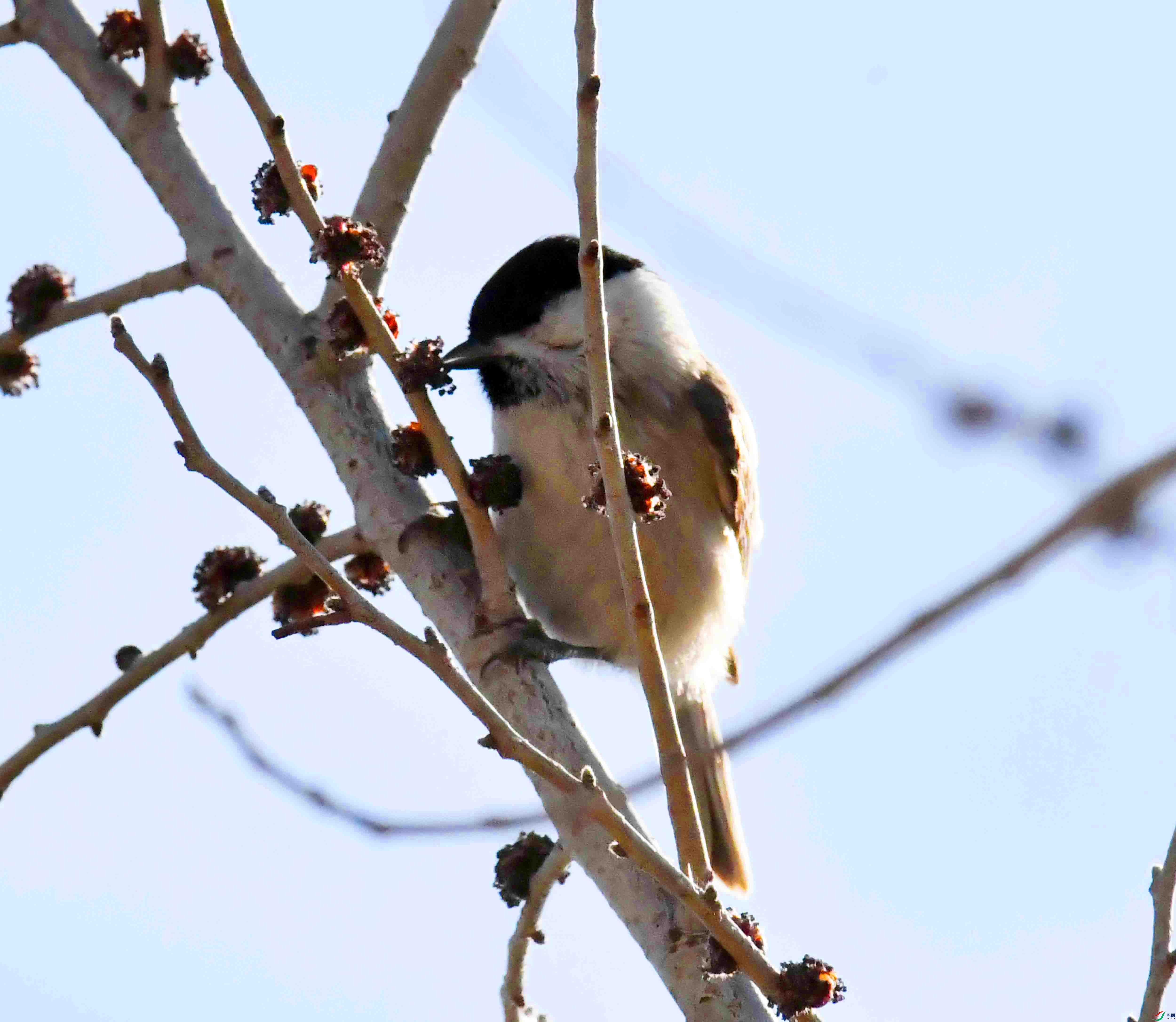 DSC_2166.JPG